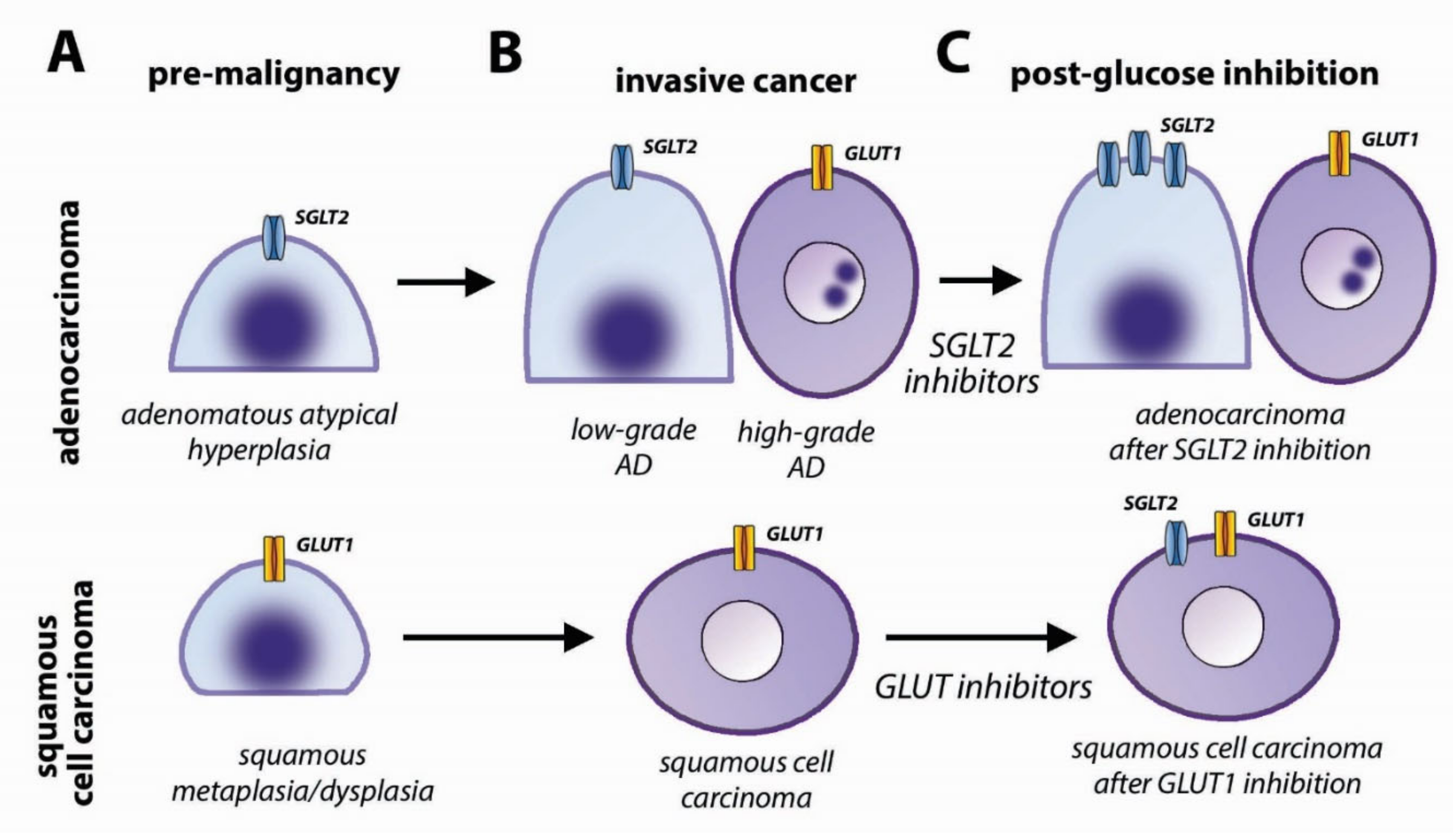 Biomolecules 10 00868 g005