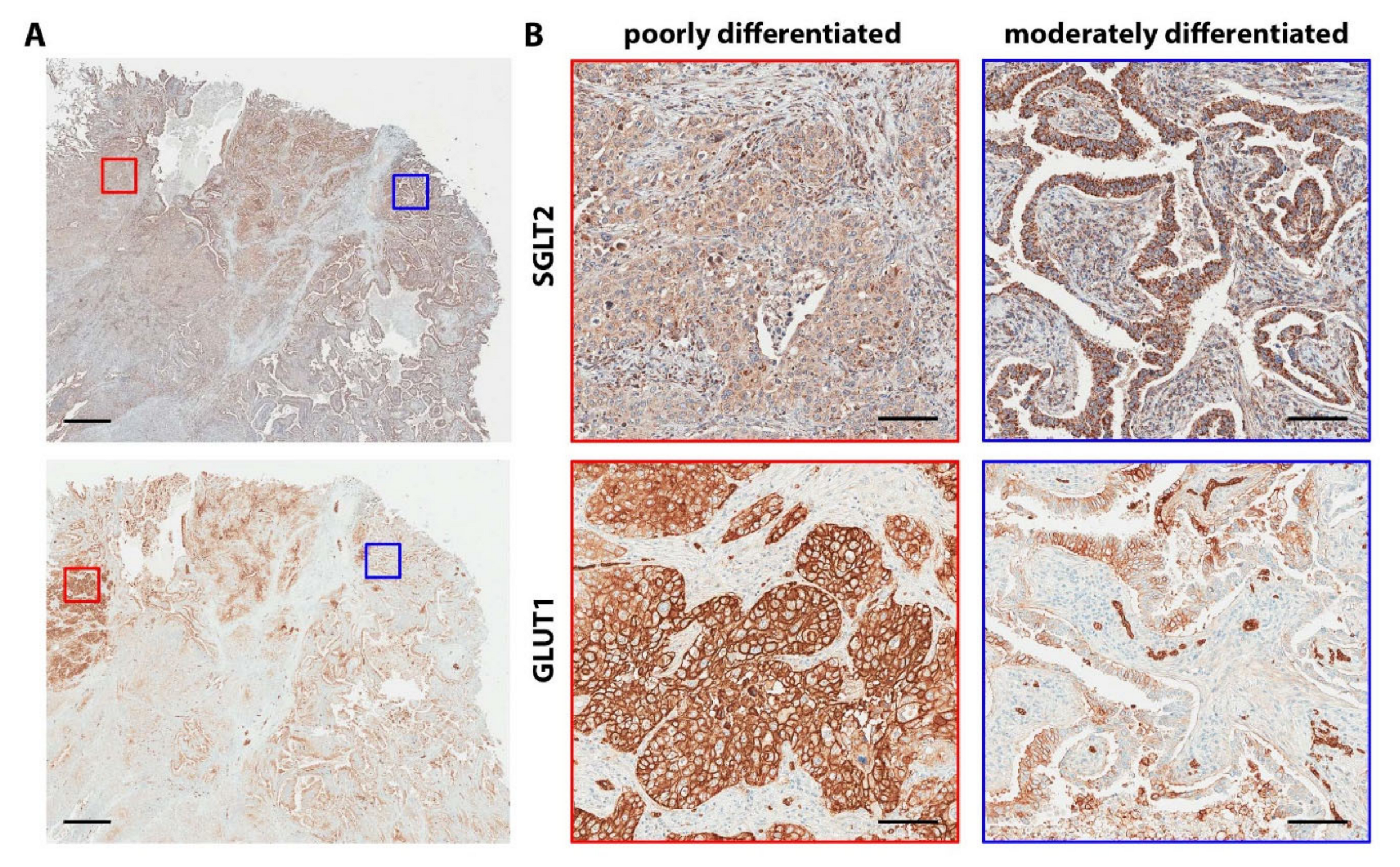 Biomolecules 10 00868 g006