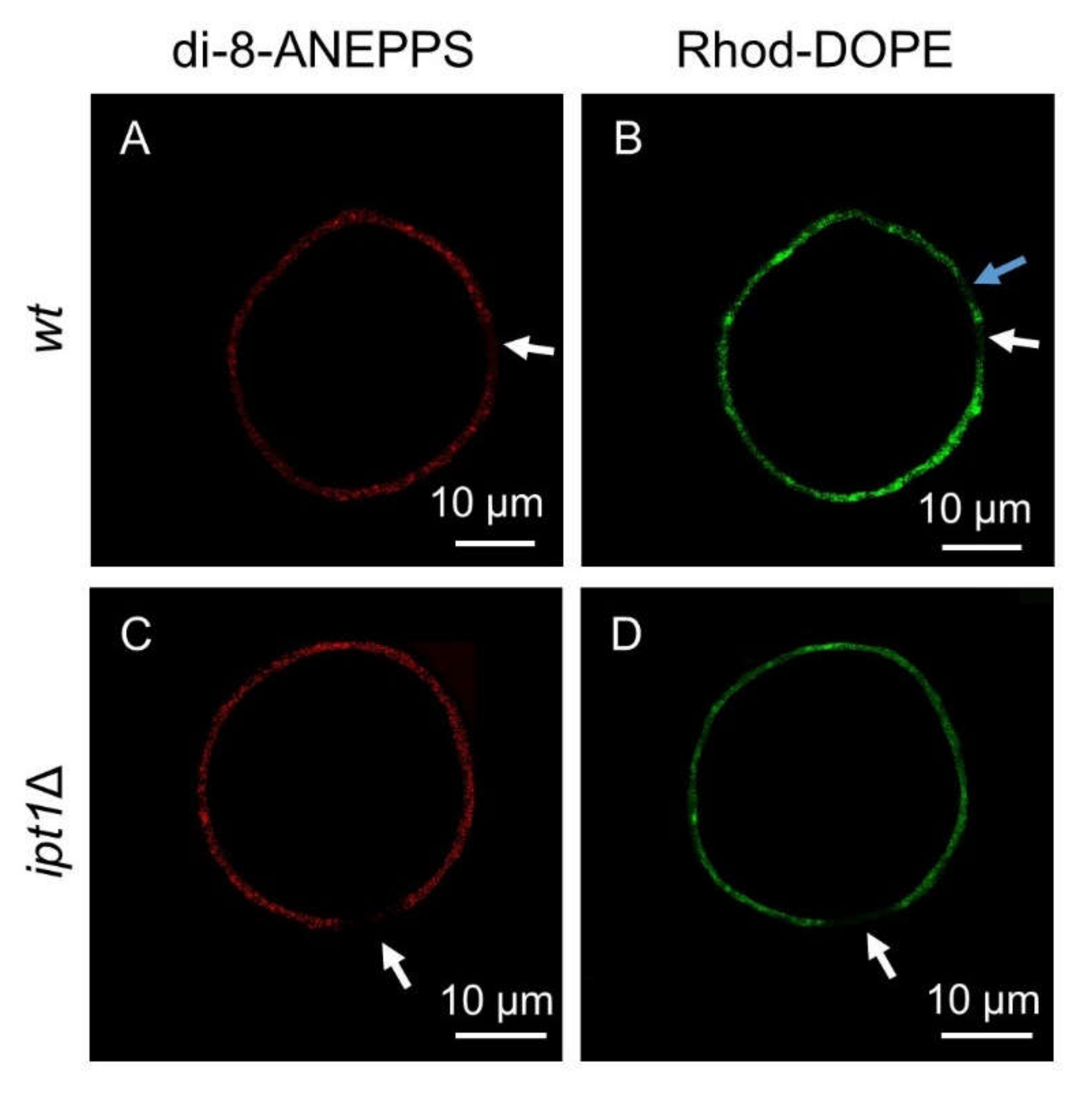 Biomolecules 10 00871 g003 Biomolecules 10 00871 g003
