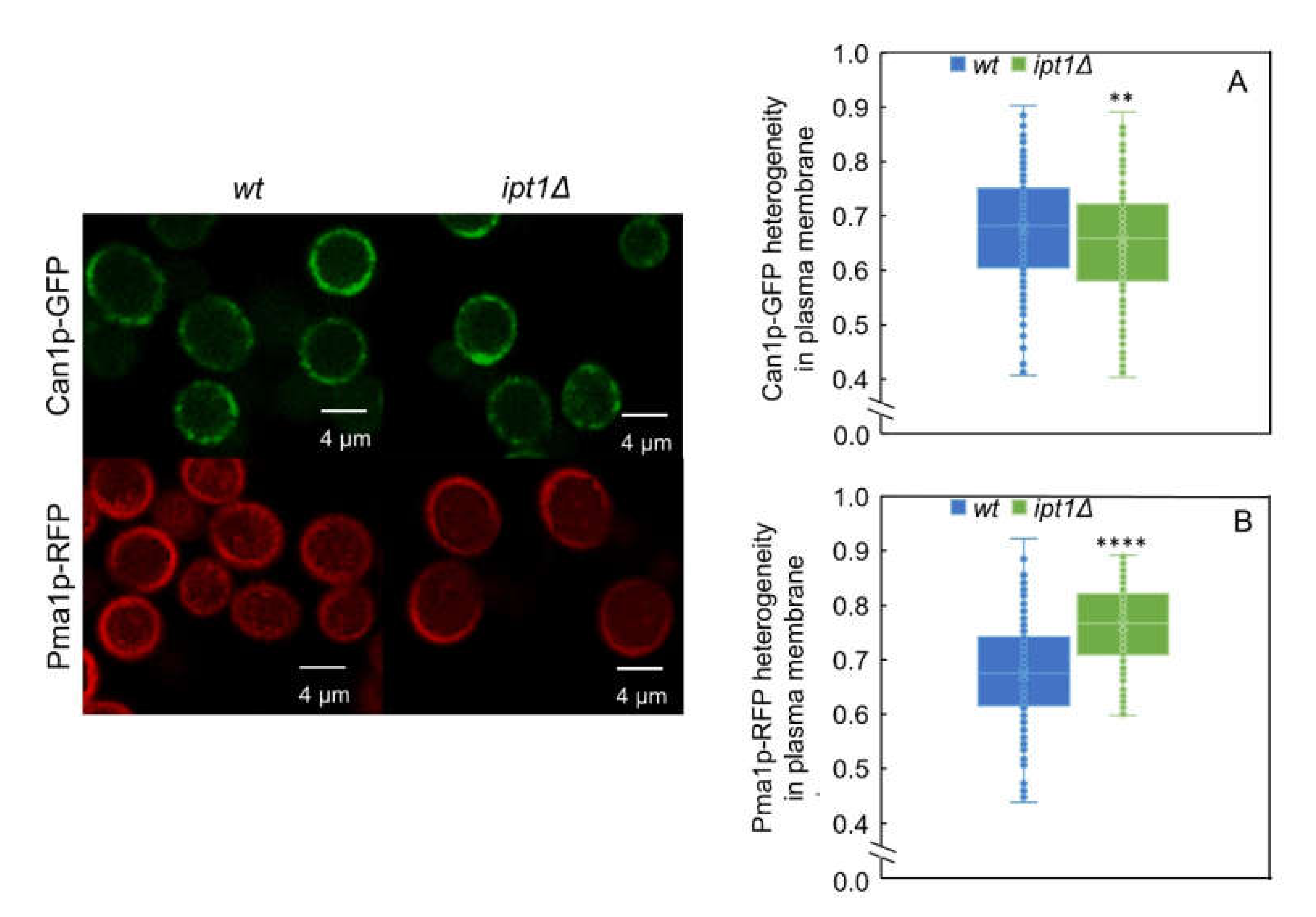 Biomolecules 10 00871 g006 Biomolecules 10 00871 g006
