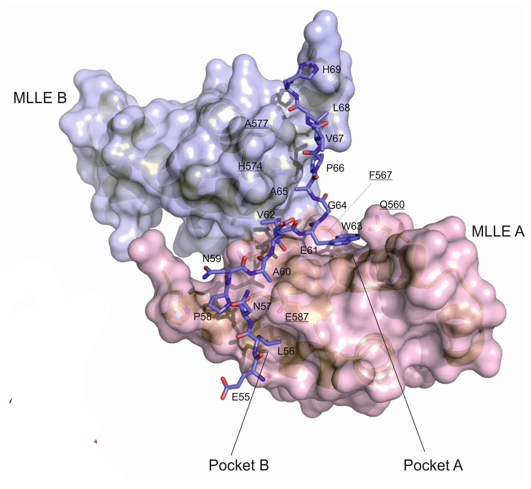Biomolecules 10 00872 g002 Biomolecules 10 00872 g002