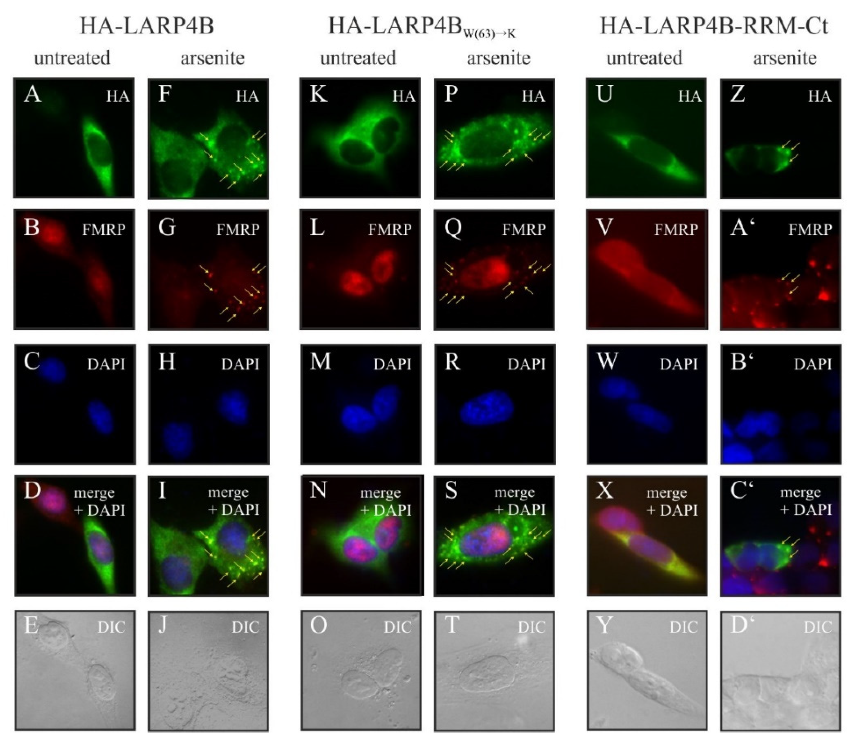 Biomolecules 10 00872 g004 Biomolecules 10 00872 g004