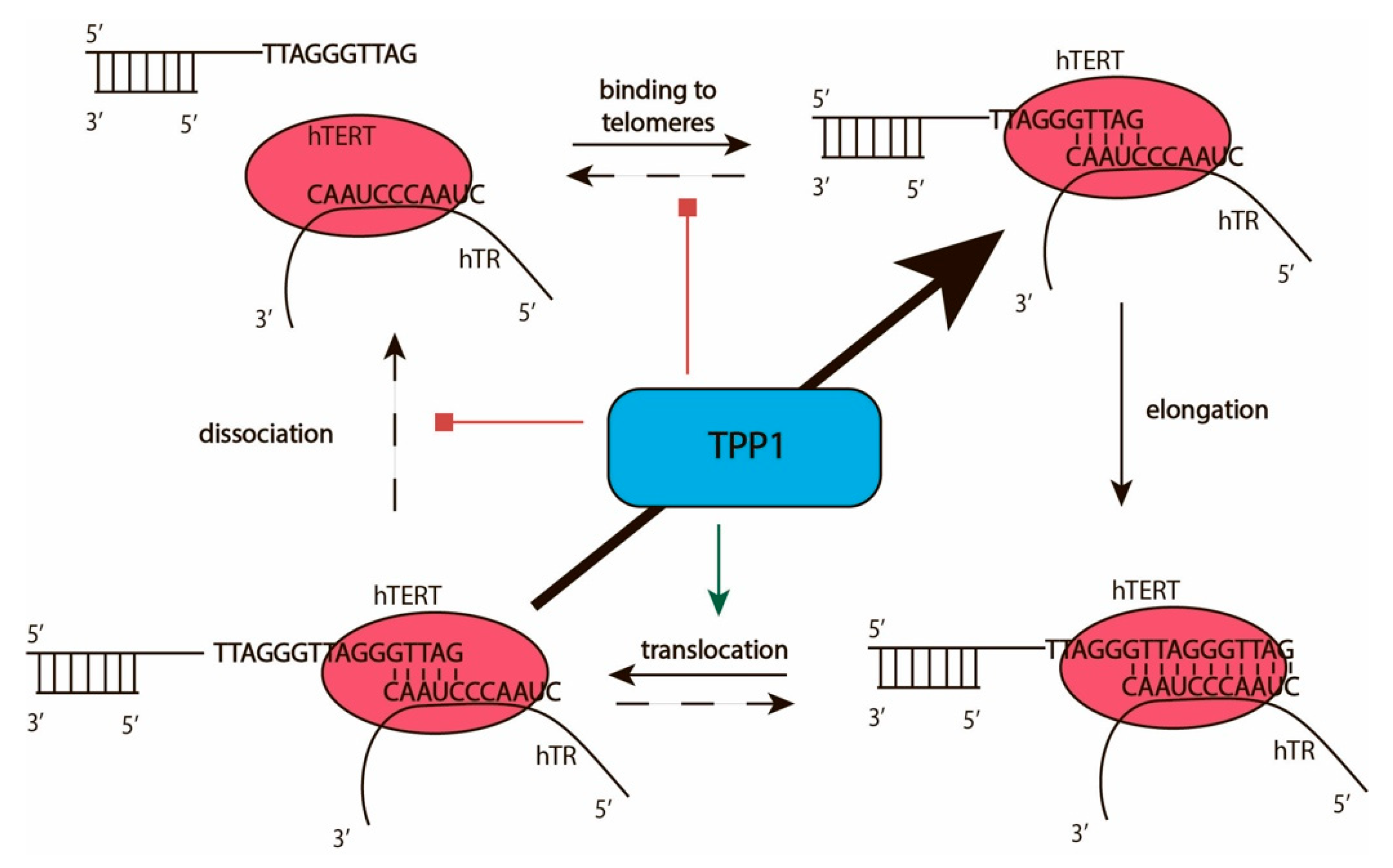 Human Telomerase RNA: Telomerase ... Biology Diagrams