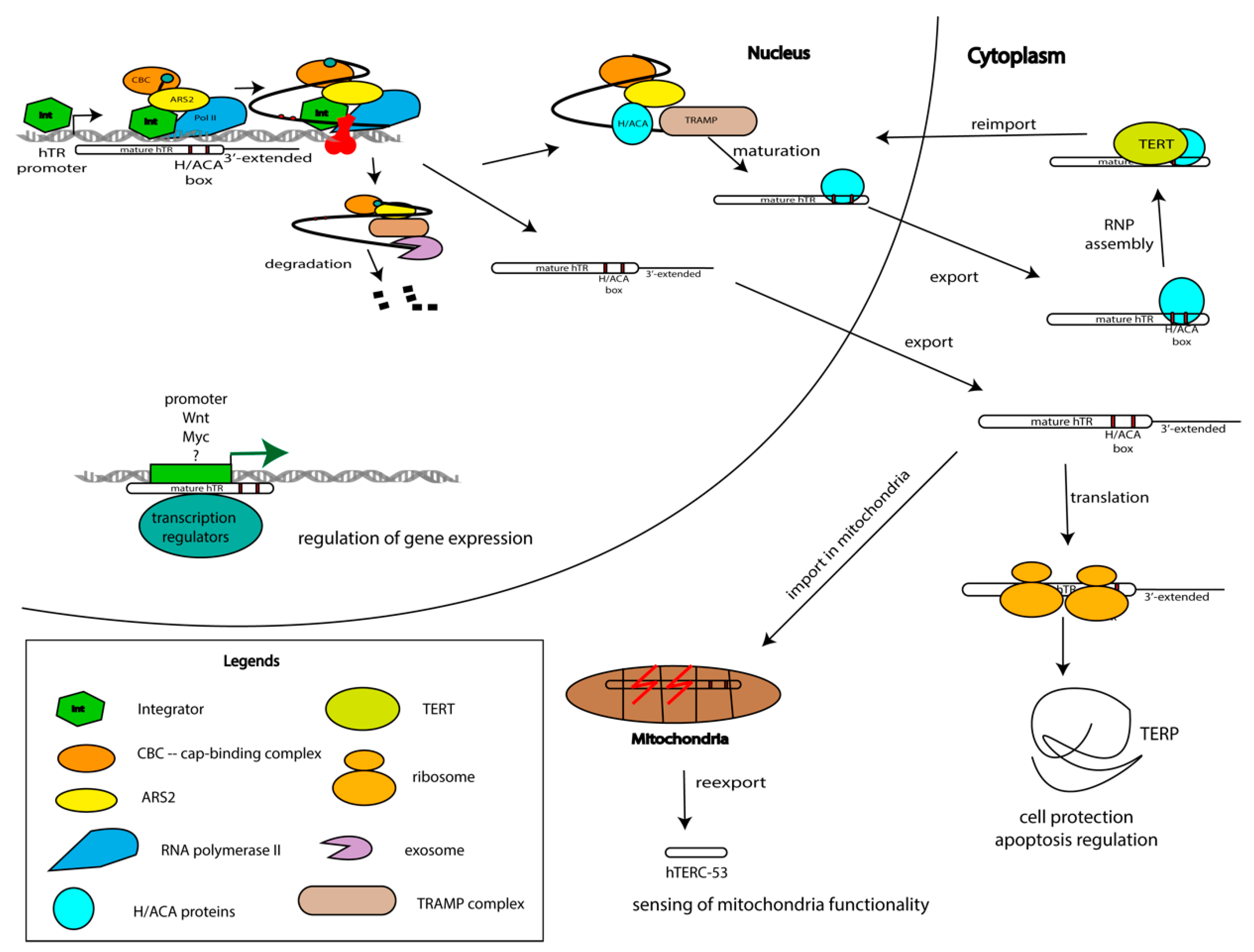 Biomolecules 10 00873 g004 Biomolecules 10 00873 g004