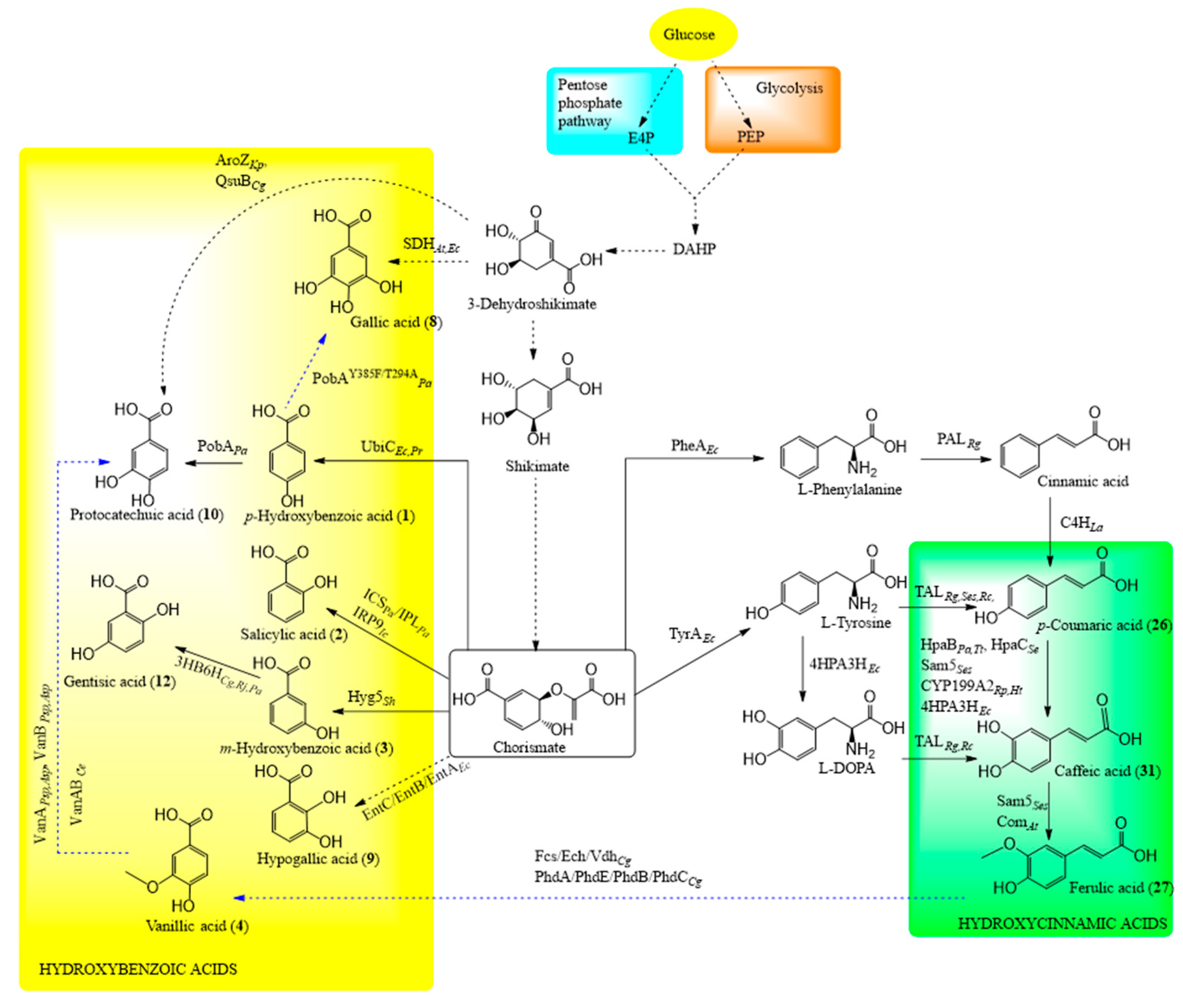 Biomolecules 10 00874 g002