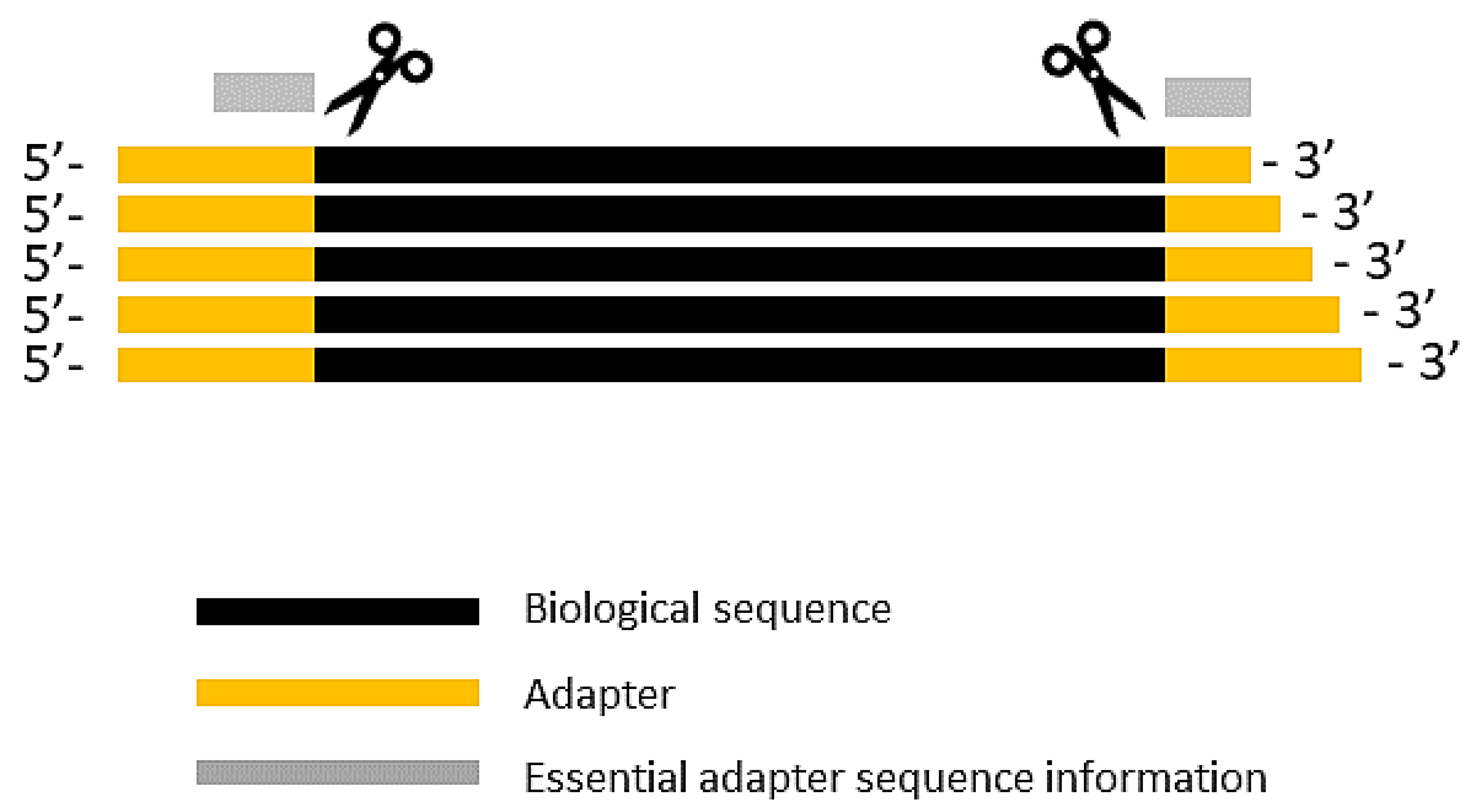 ale lytter Sygeplejeskole Biomolecules | Free Full-Text | High-Throughput Identification of Adapters  in Single-Read Sequencing Data