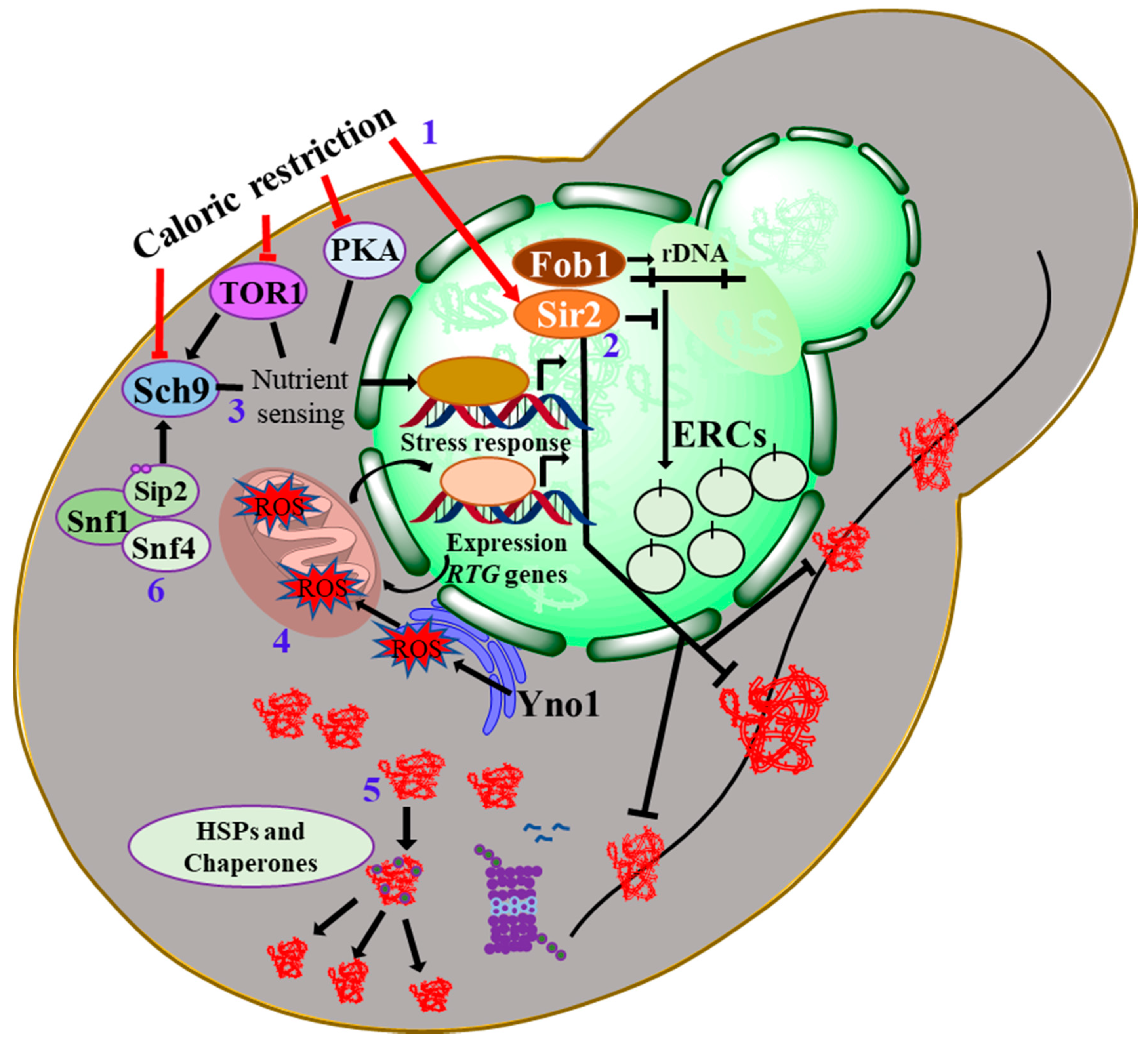 Biomolecules 10 00882 g002 Biomolecules 10 00882 g002