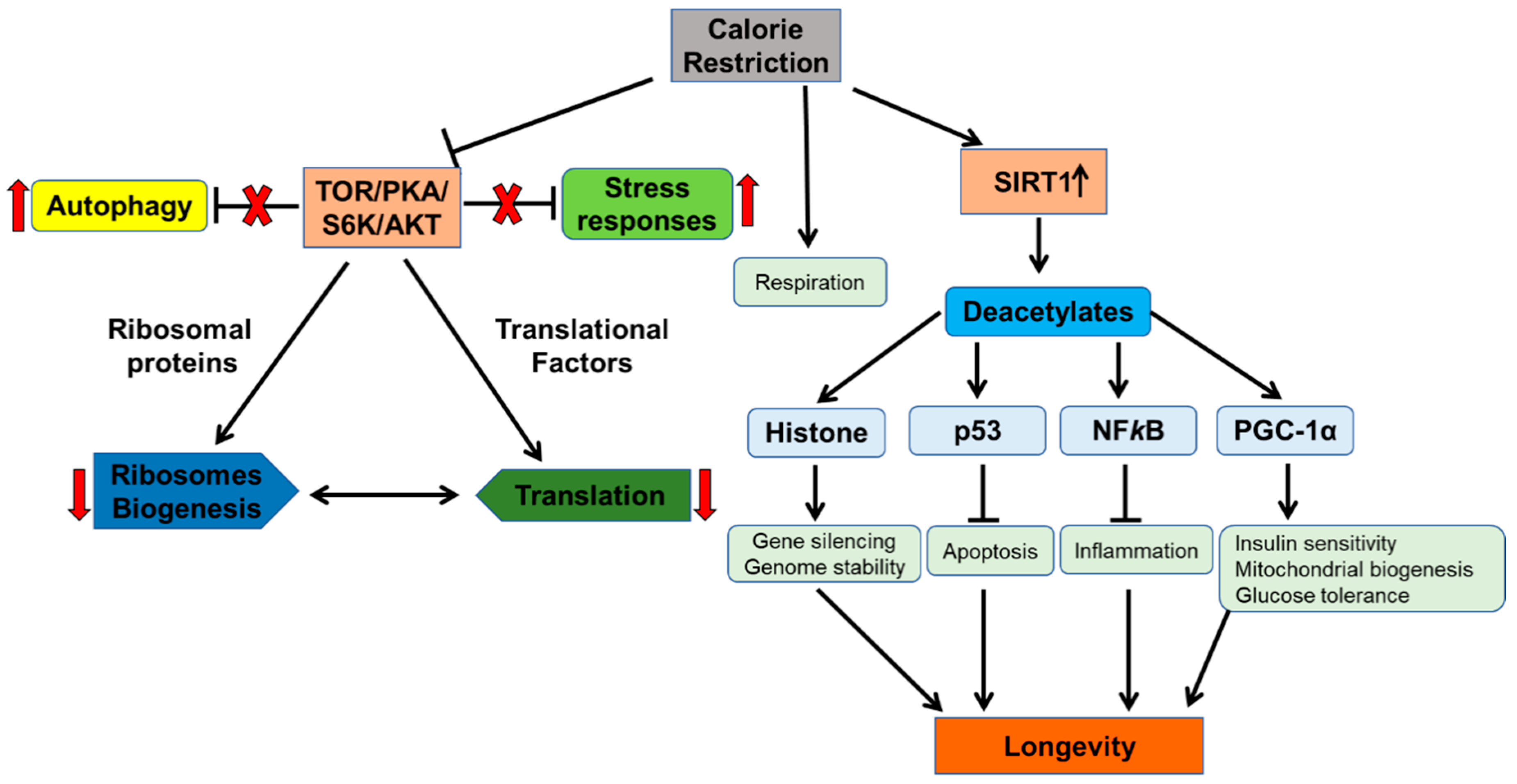 Biomolecules 10 00882 g004 Biomolecules 10 00882 g004
