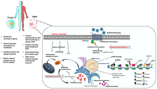 Insights into the Conserved Regulatory Mechanisms of Human and Yeast Aging