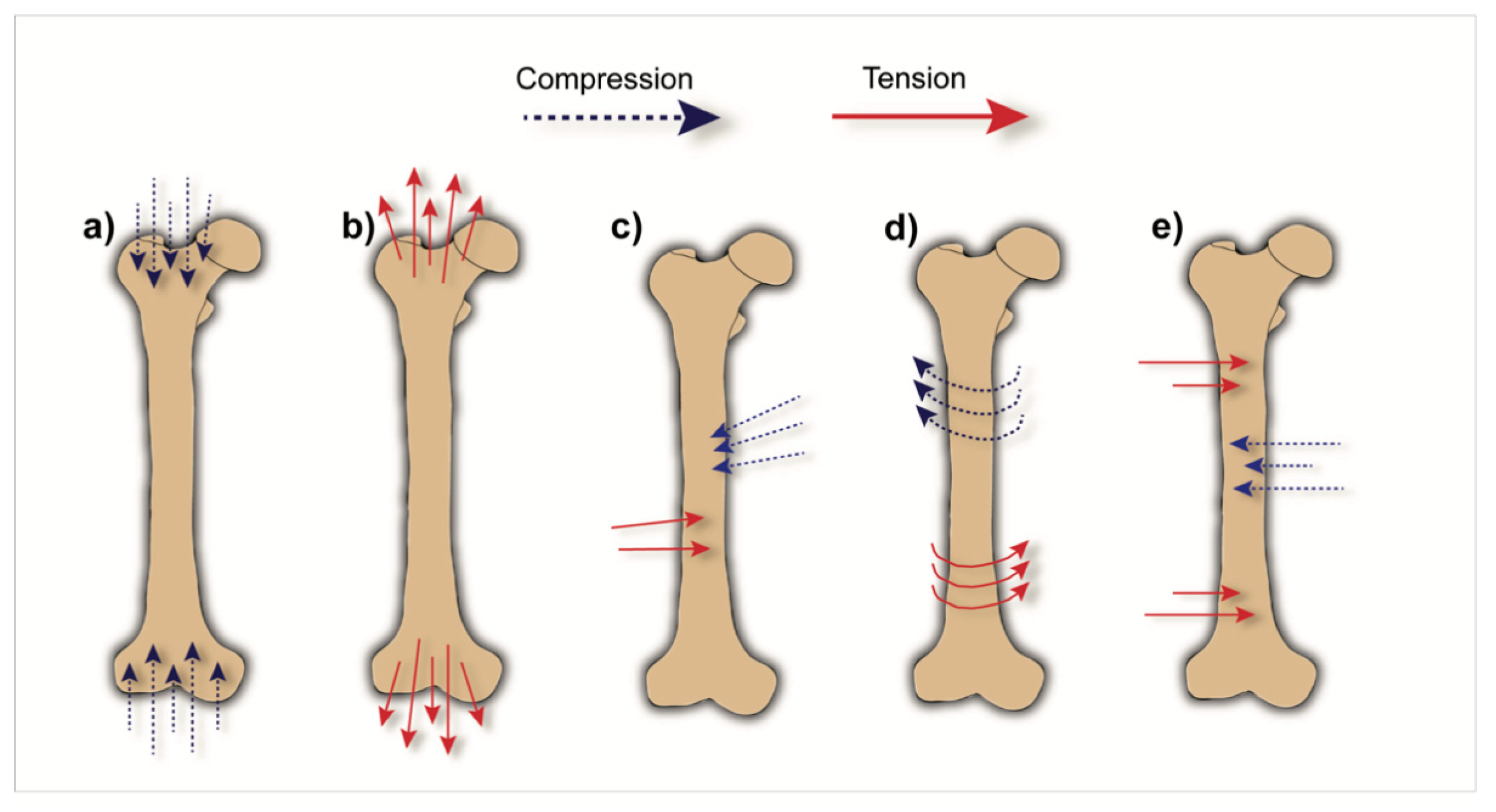 A Standard Stress Strain Curve Of Bone Loaded In Bending Reproduced Download Scientific Diagram