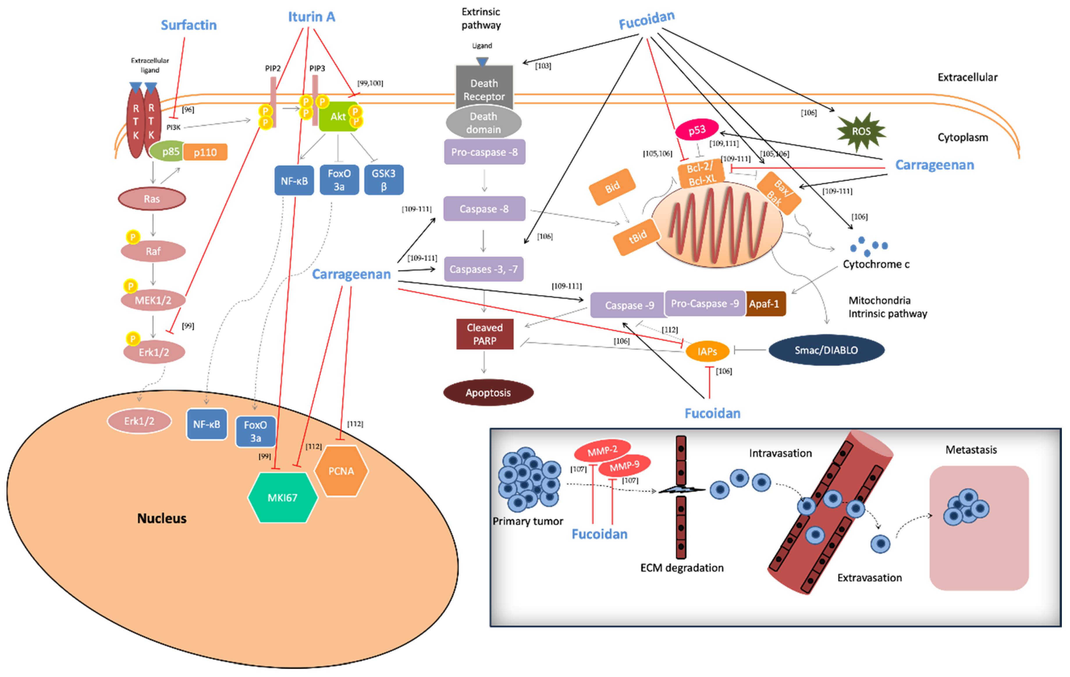 Biomolecules 10 00885 g002 Biomolecules 10 00885 g002