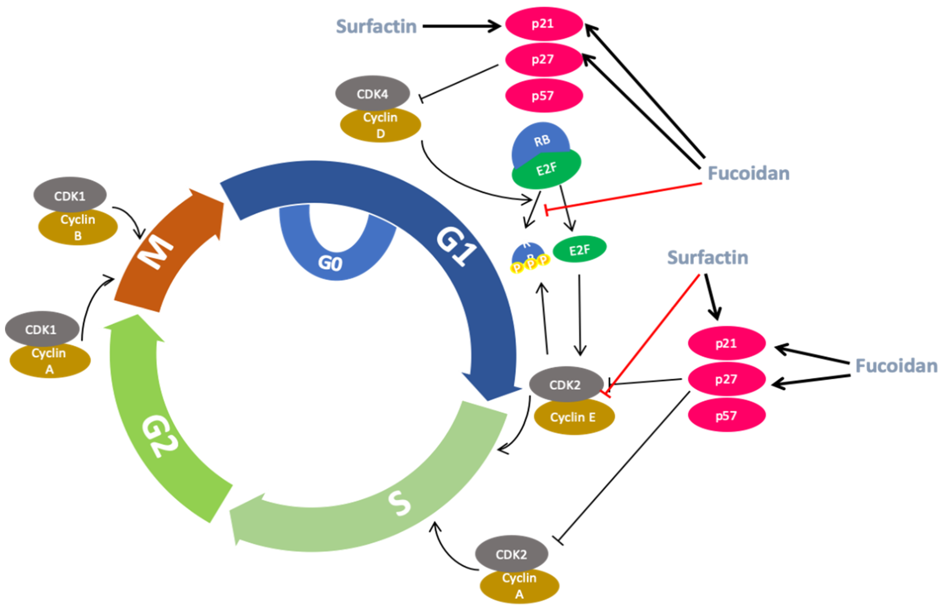 Biomolecules 10 00885 g003 Biomolecules 10 00885 g003
