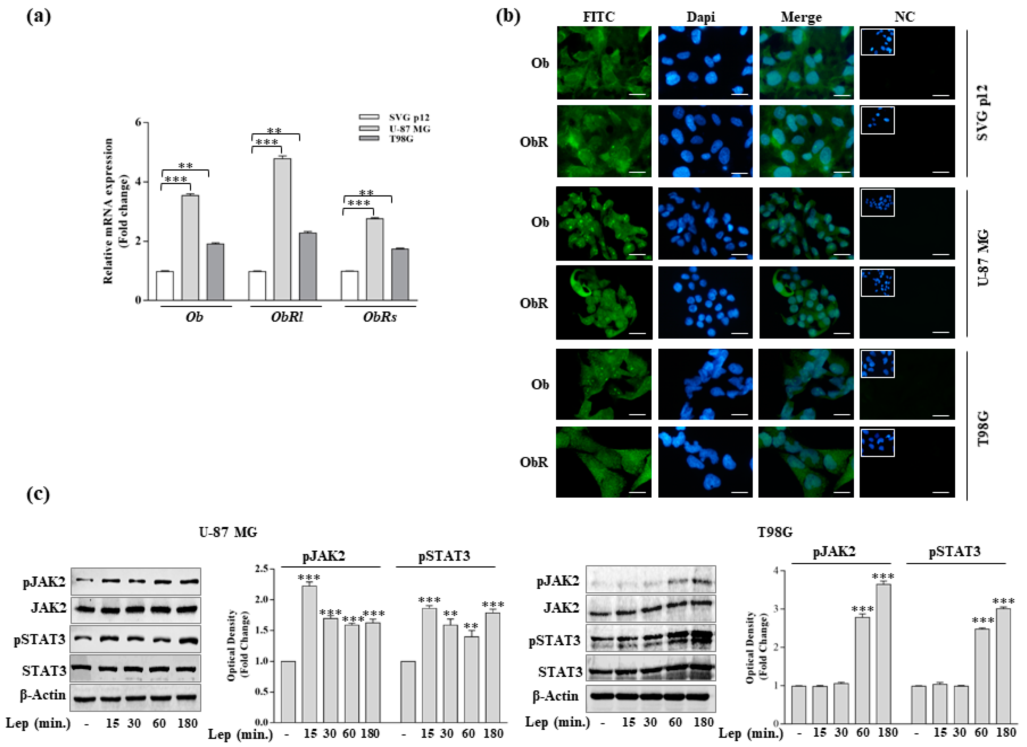 Biomolecules 10 00886 g001 Biomolecules 10 00886 g001