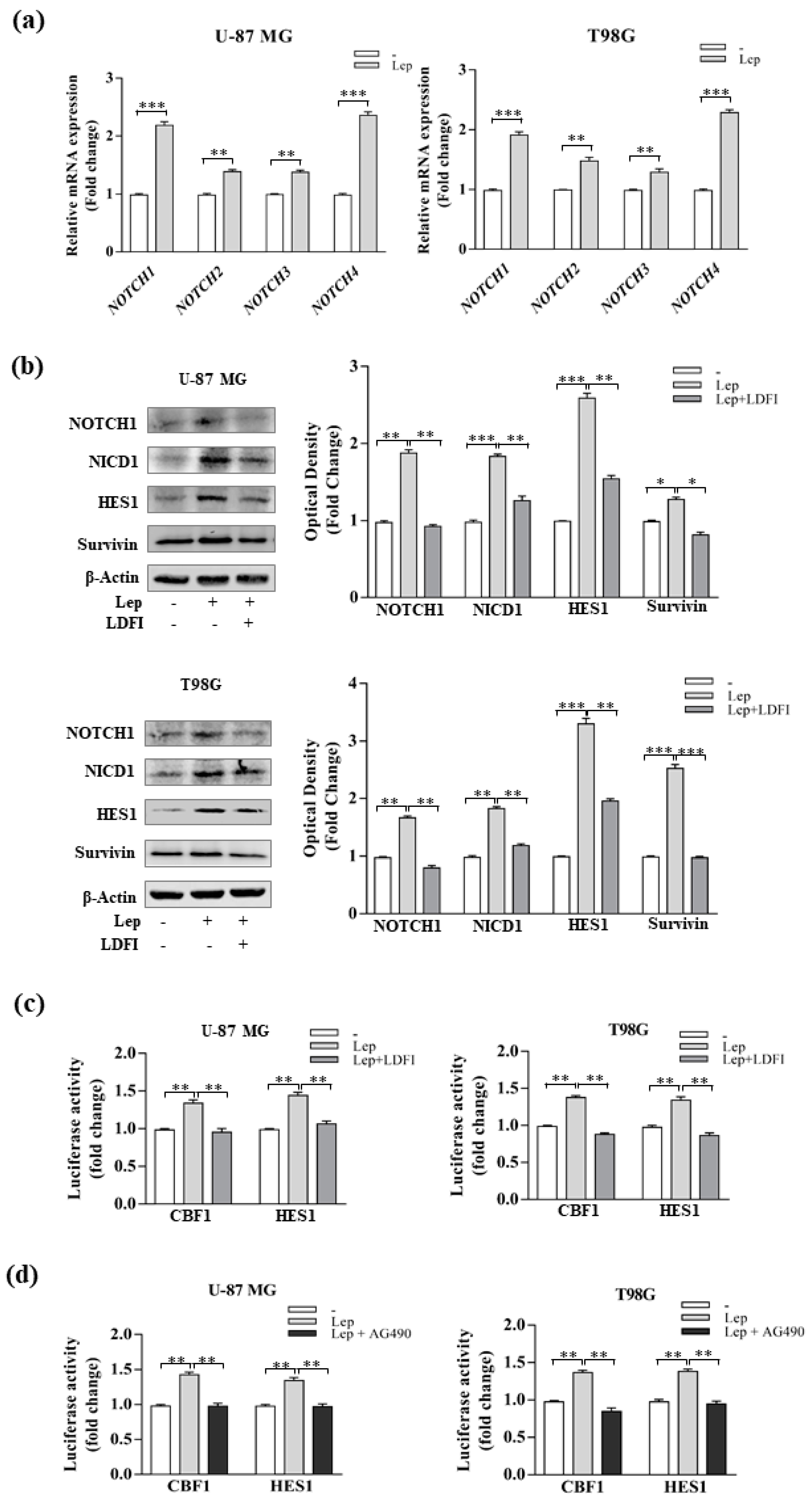 Biomolecules 10 00886 g005 Biomolecules 10 00886 g005