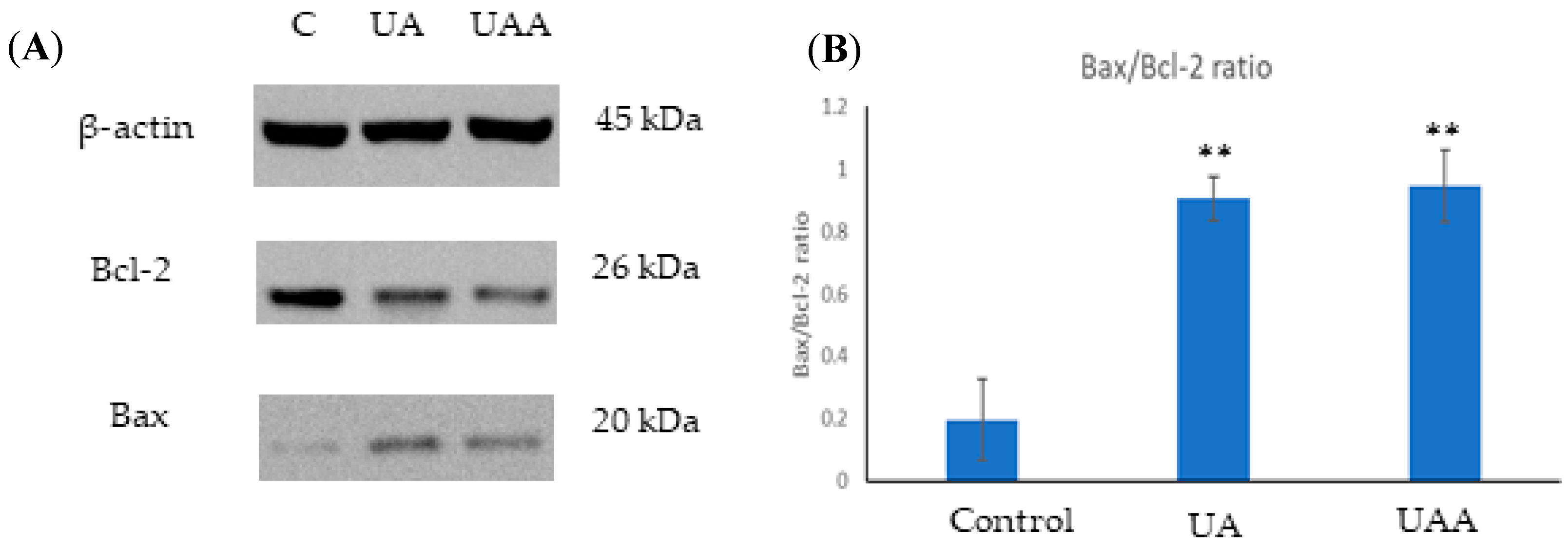 Biomolecules 10 00894 g007 Biomolecules 10 00894 g007