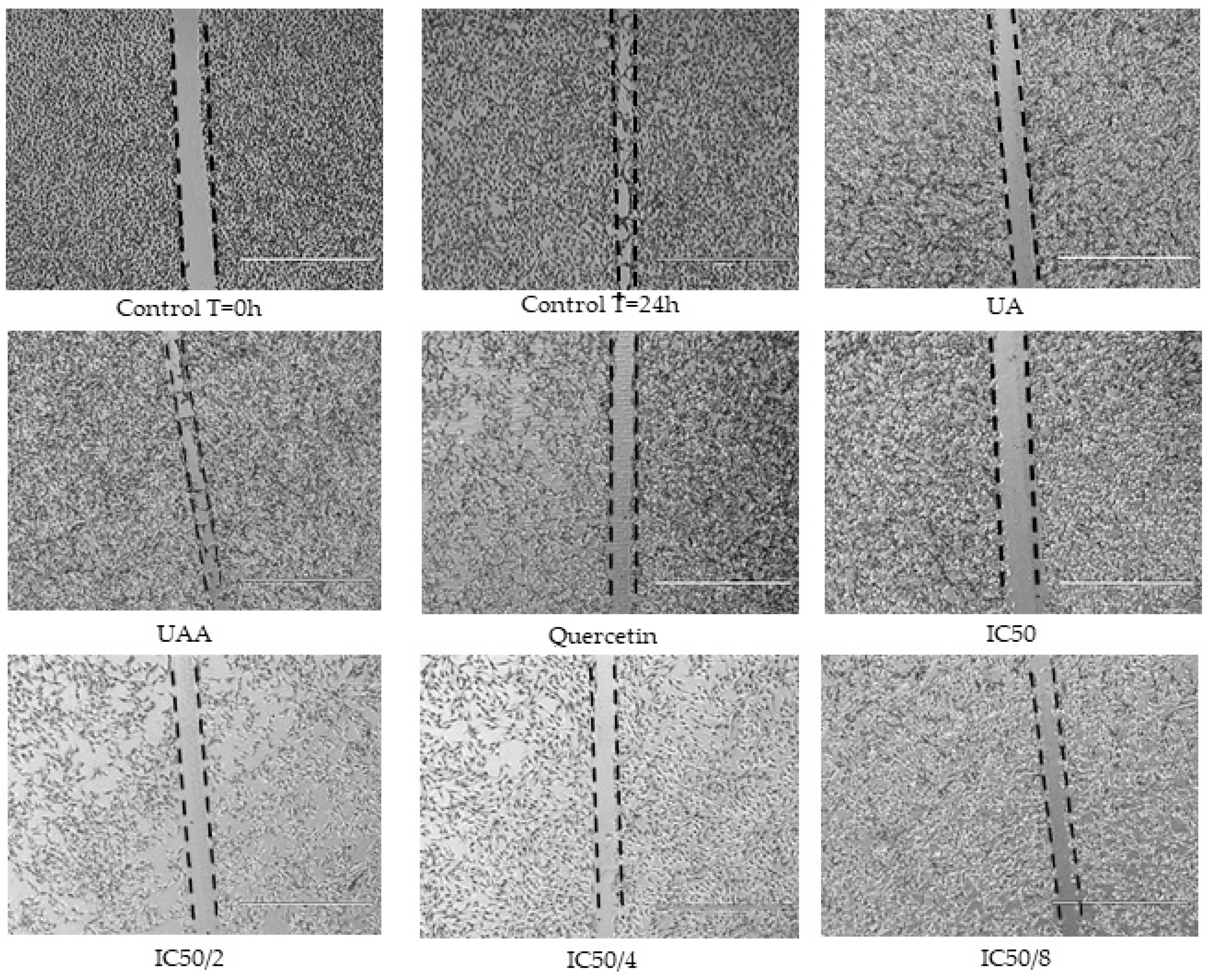 Biomolecules 10 00894 g008 Biomolecules 10 00894 g008