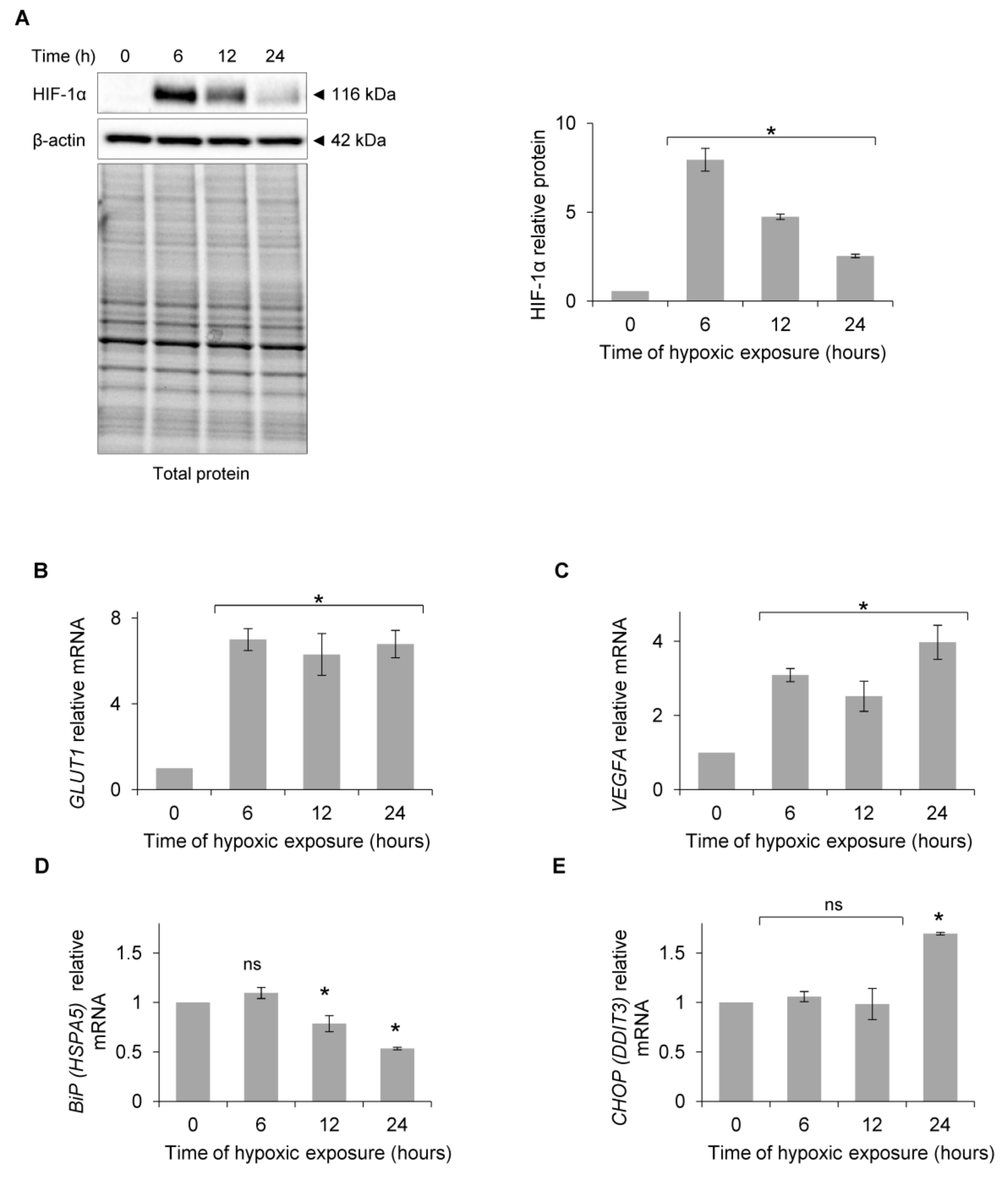 Addressing Key Questions in Organoid Models: Who, Where, How