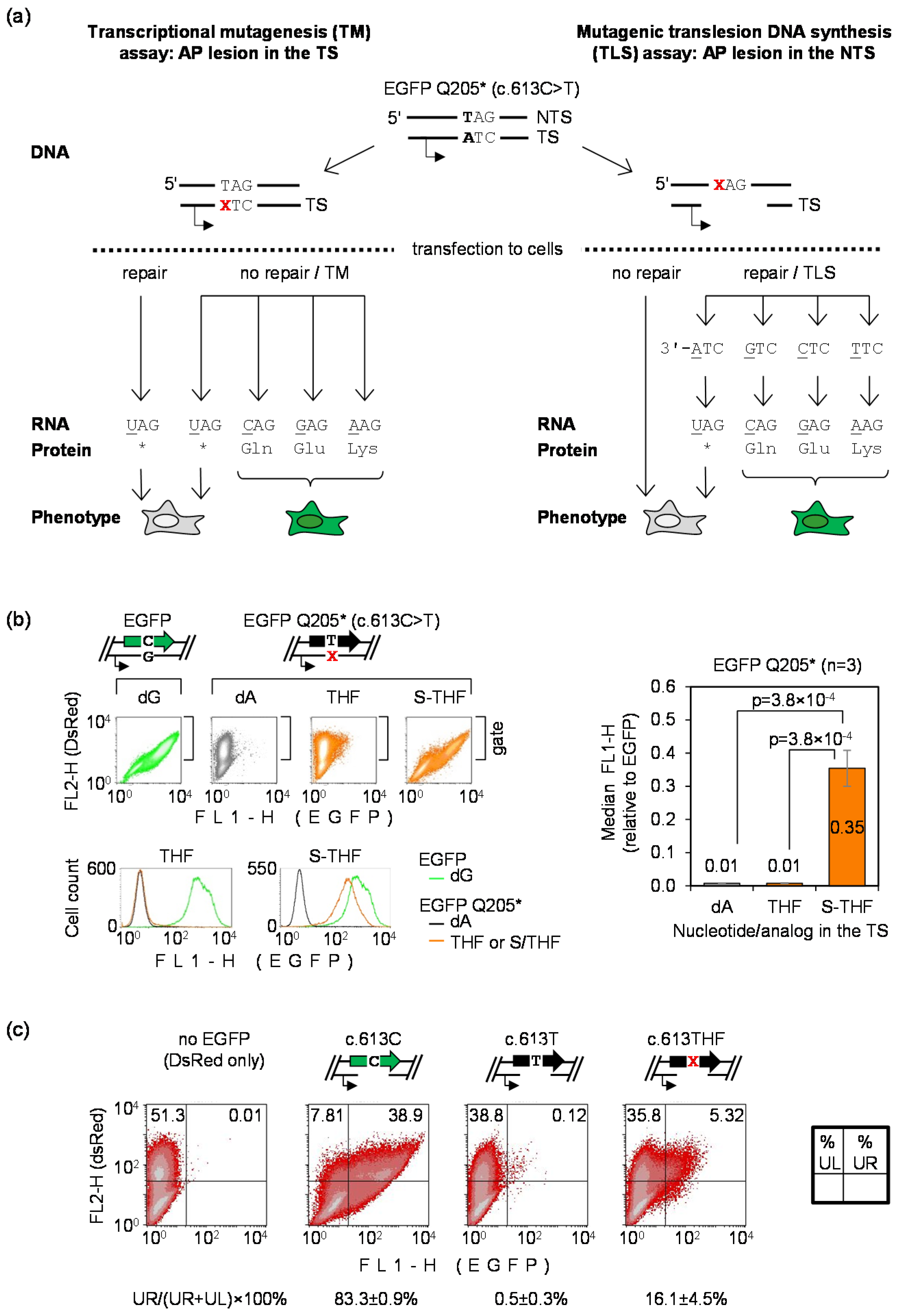 Biomolecules 10 00902 g001 Biomolecules 10 00902 g001