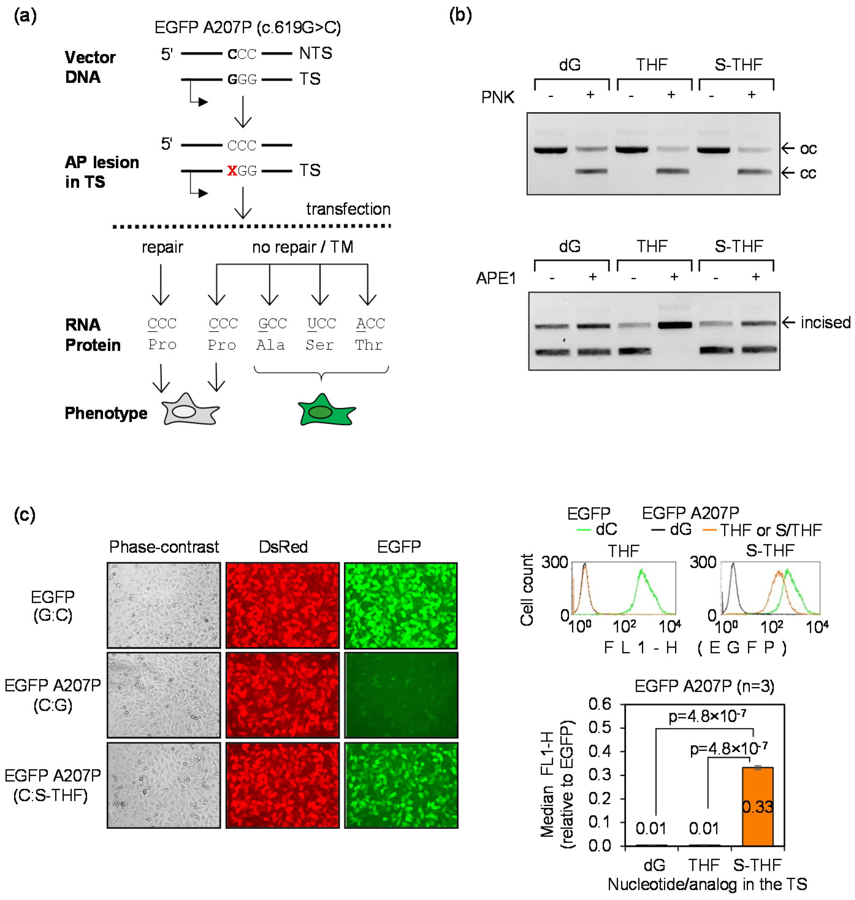 Biomolecules 10 00902 g004 Biomolecules 10 00902 g004