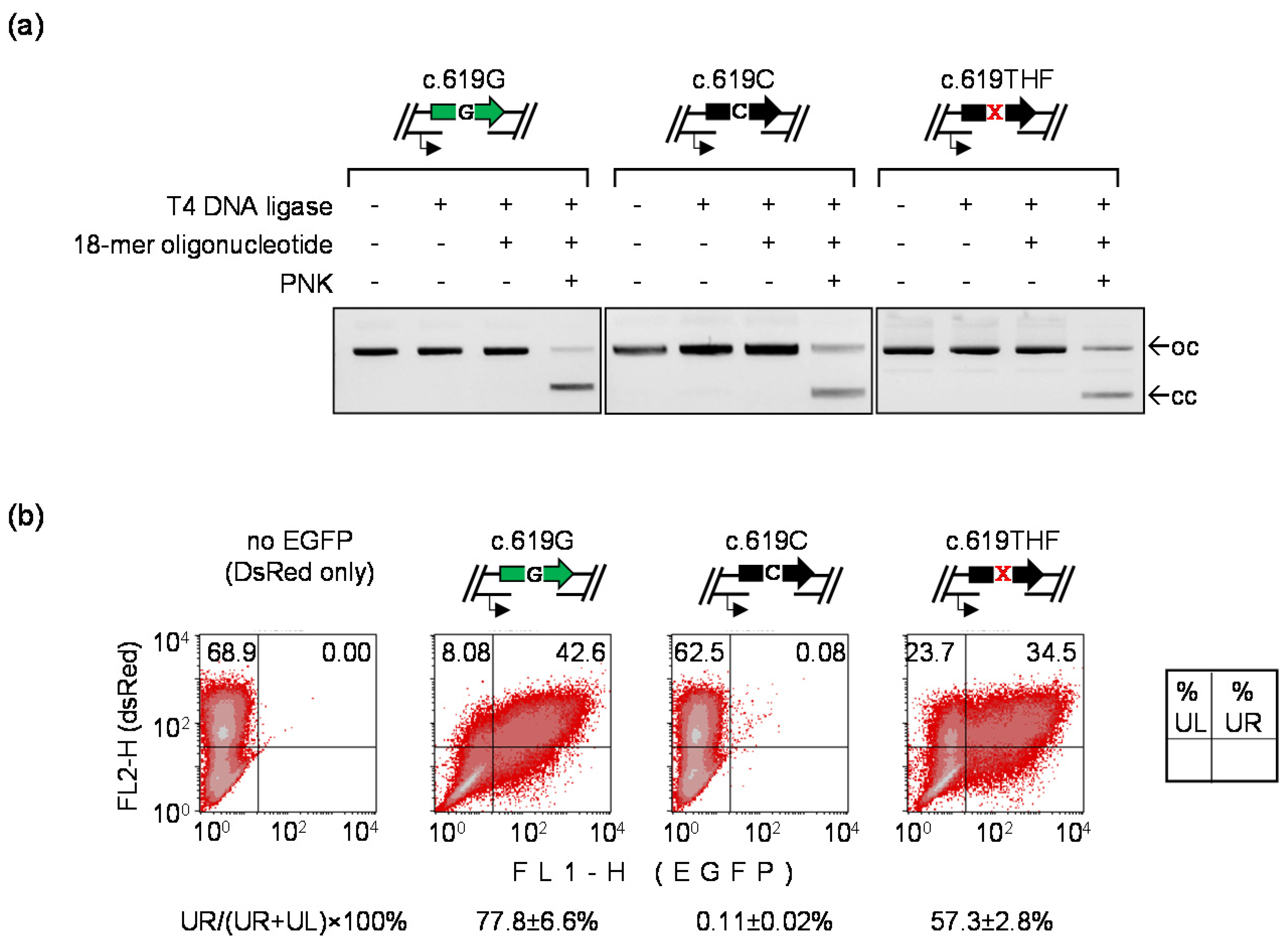 Biomolecules 10 00902 g005 Biomolecules 10 00902 g005