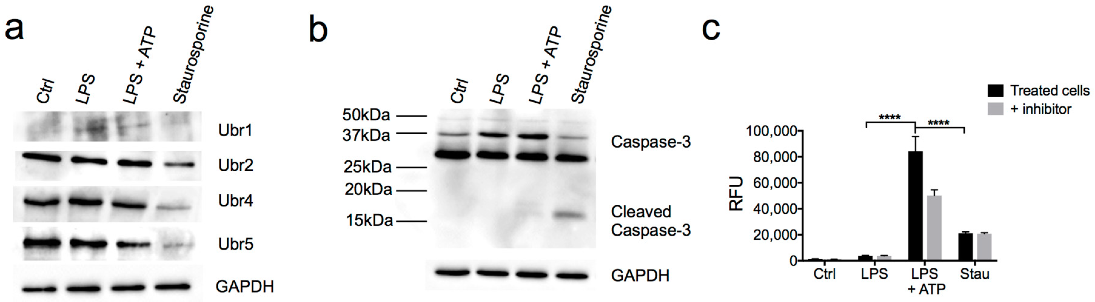 Biomolecules 10 00903 g005 Biomolecules 10 00903 g005