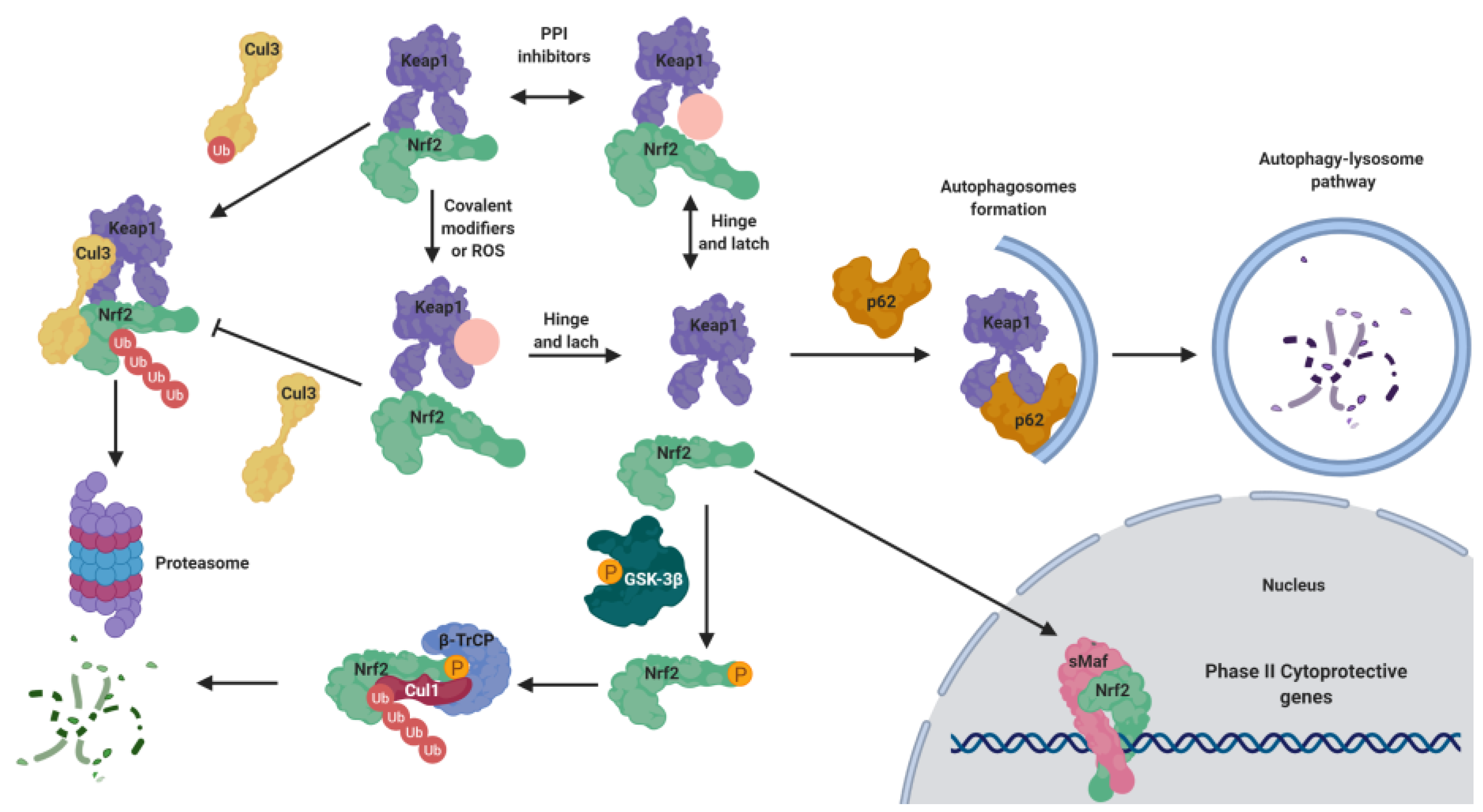 Biomolecules 10 00904 g001 Biomolecules 10 00904 g001
