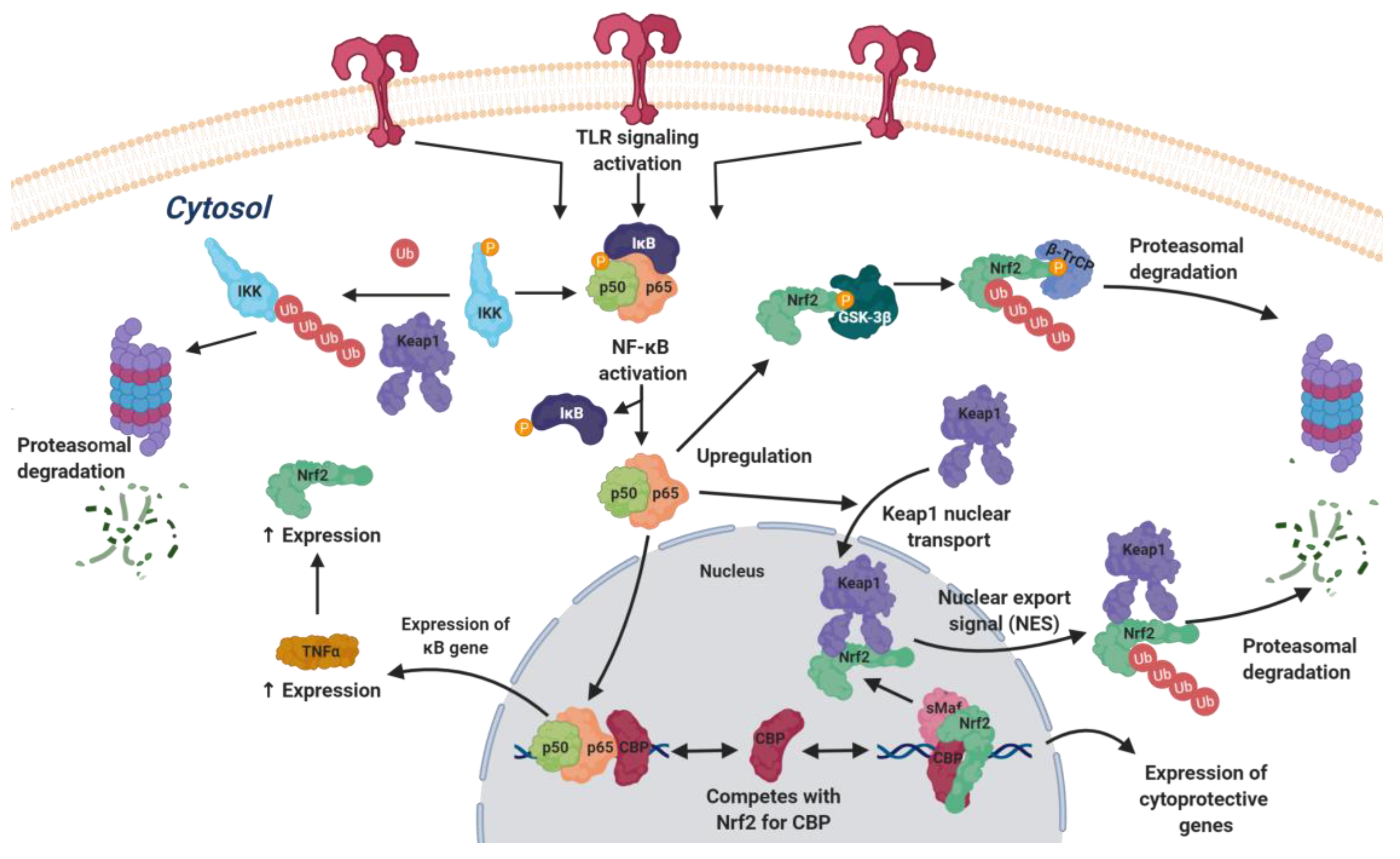 Biomolecules 10 00904 g005 Biomolecules 10 00904 g005
