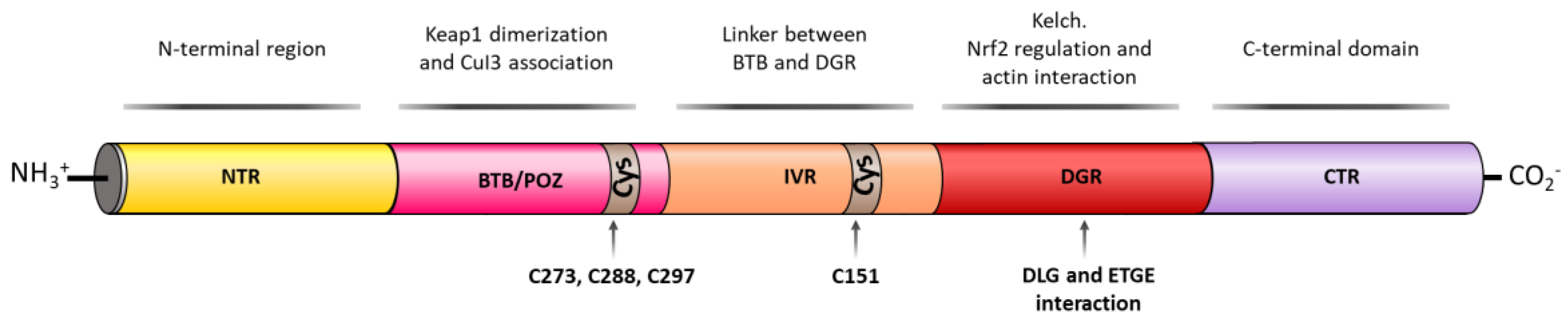Biomolecules 10 00904 g006 Biomolecules 10 00904 g006