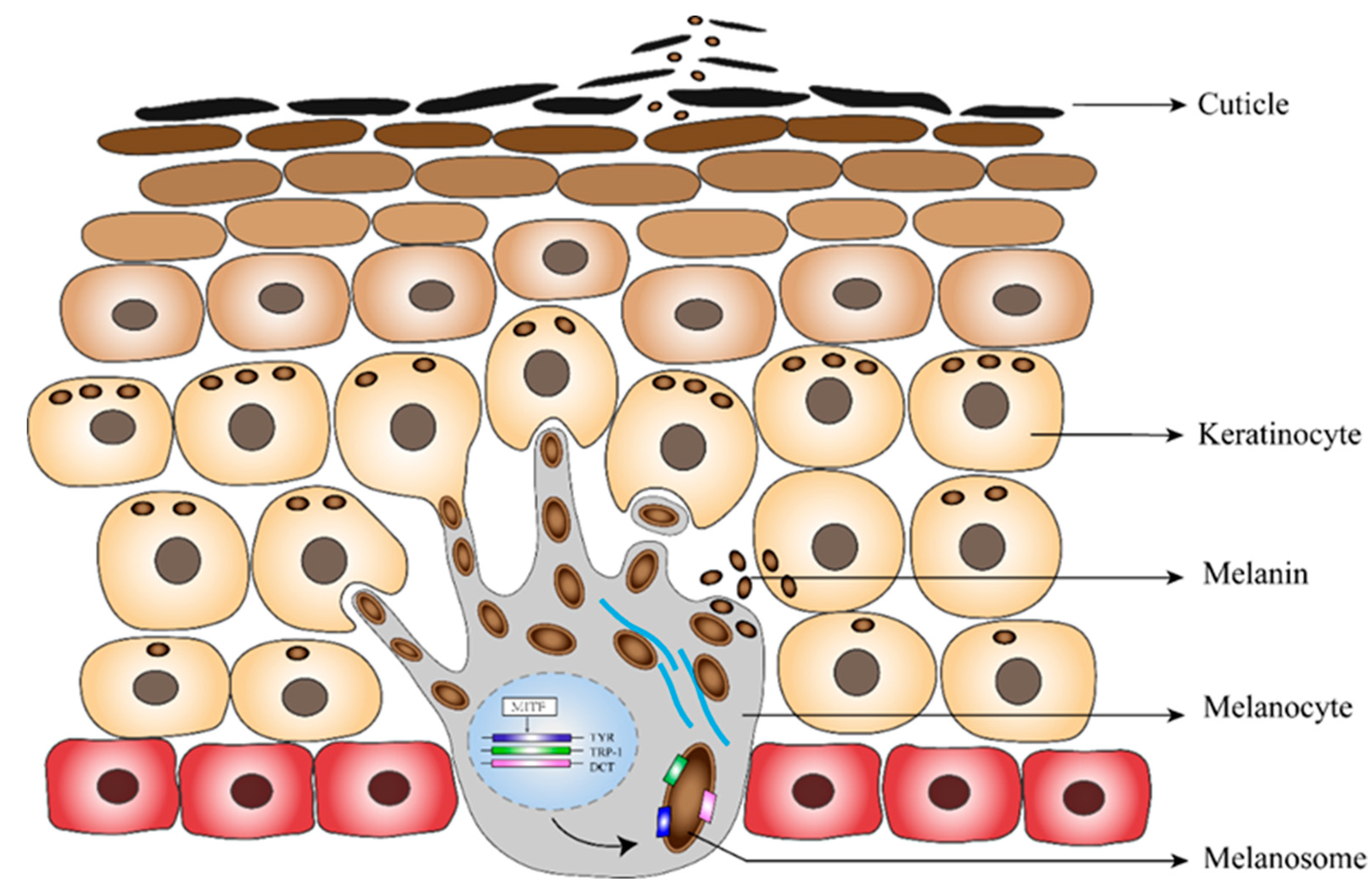Biomolecules 10 00905 g004 Biomolecules 10 00905 g004