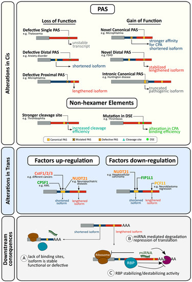 Emerging Roles of RNA 3′-end Cleavage and Polyadenylation in