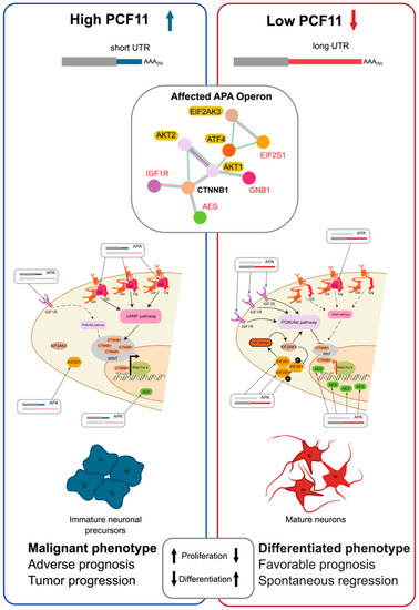 Emerging Roles of RNA 3′-end Cleavage and Polyadenylation in