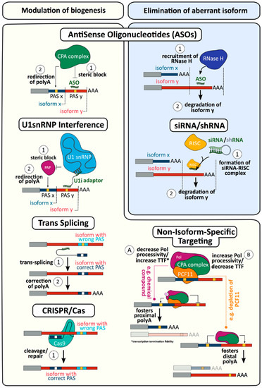 Emerging Roles of RNA 3′-end Cleavage and Polyadenylation in