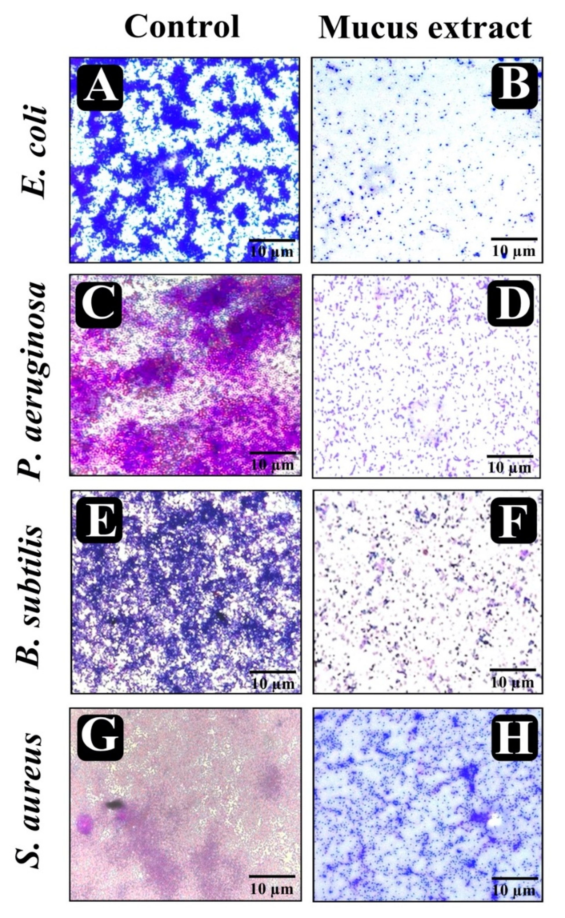 Biomolecules 10 00920 g006