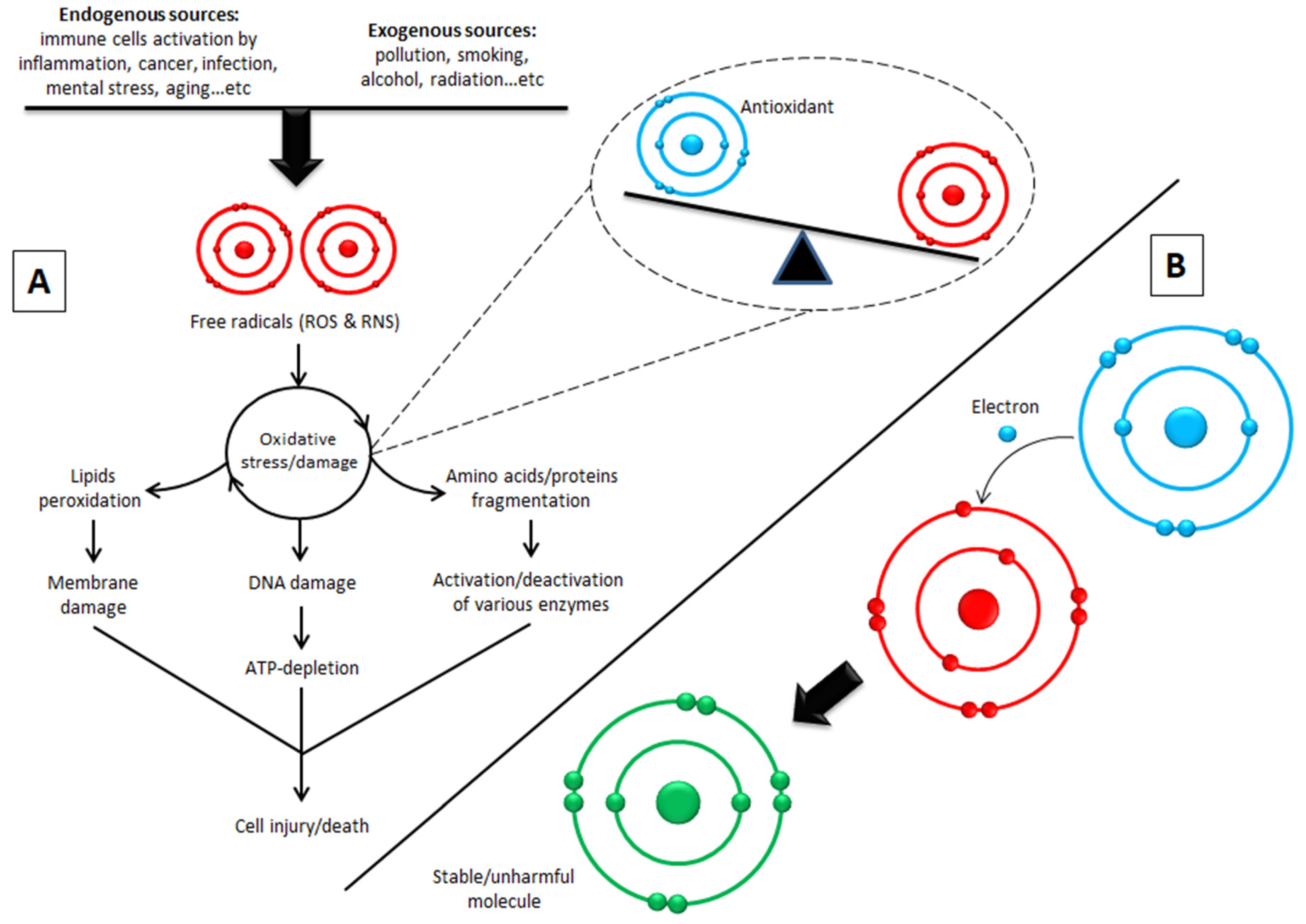 Biomolecules 10 00923 g004 Biomolecules 10 00923 g004