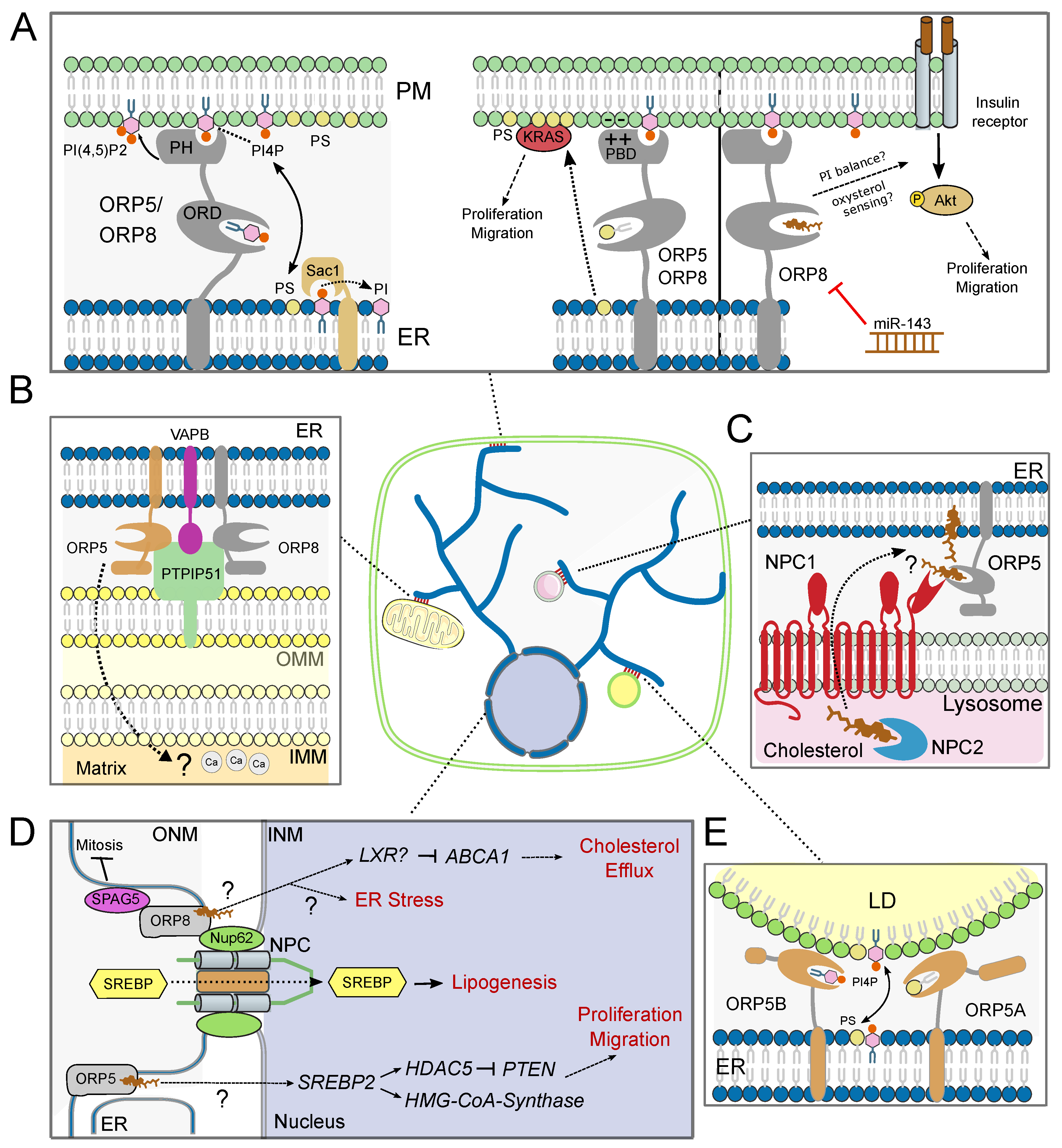 Biomolecules 10 00928 g002