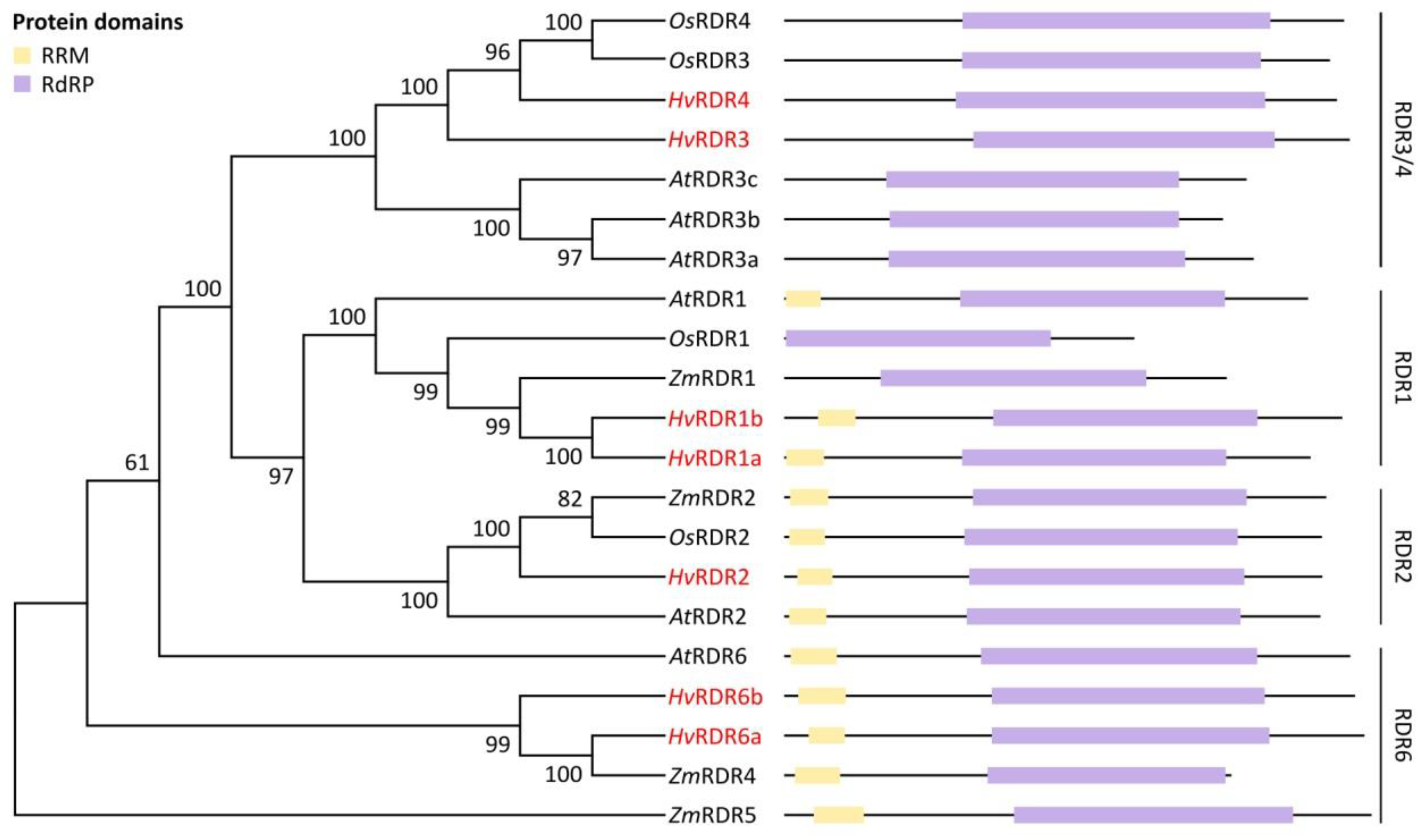 Biomolecules 10 00929 g004 Biomolecules 10 00929 g004