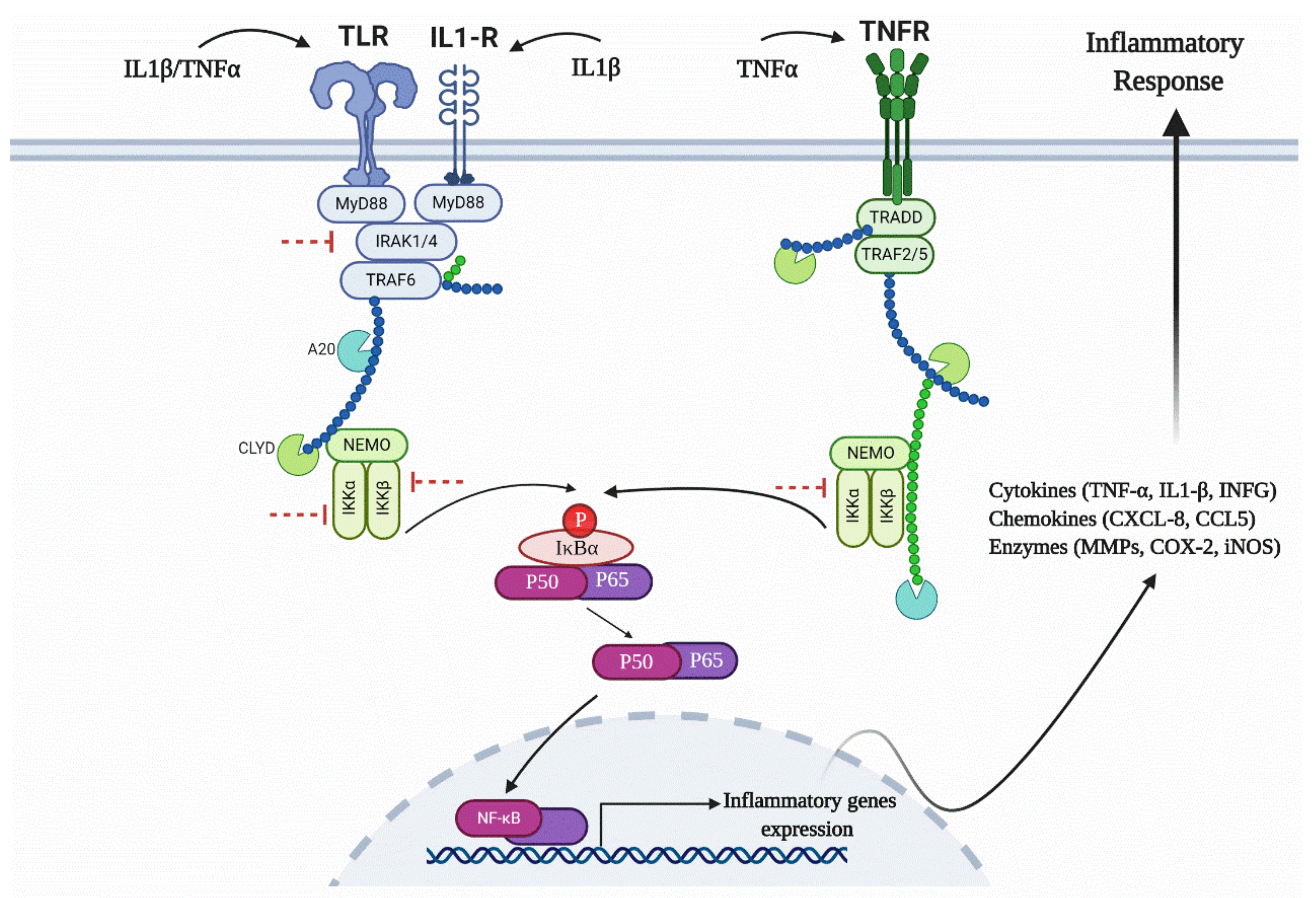Biomolecules 10 00932 g011 Biomolecules 10 00932 g011
