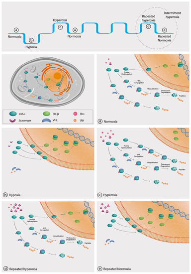The Hyperoxic-Hypoxic Paradox