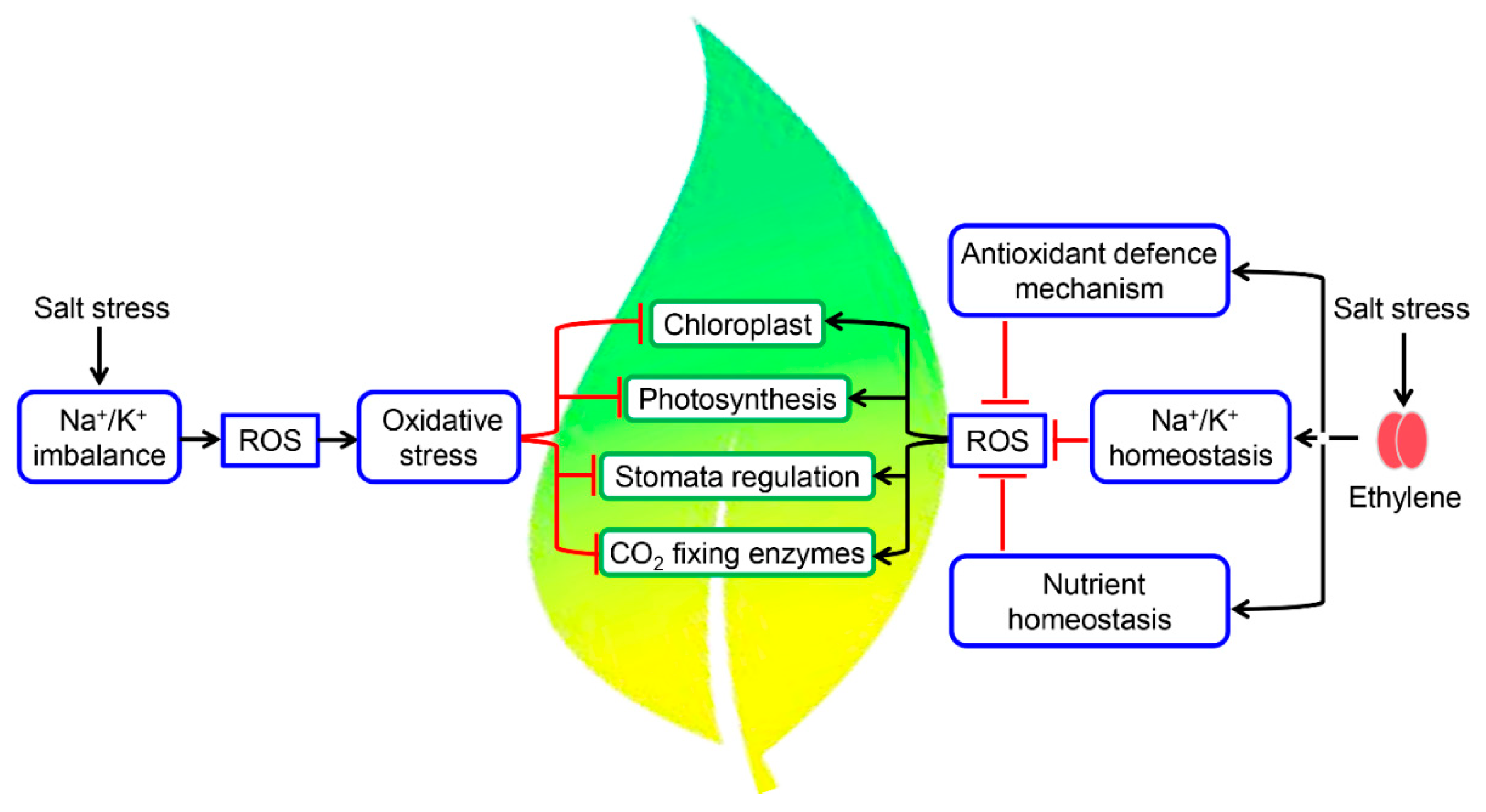 Biomolecules 10 00959 g002 Biomolecules 10 00959 g002