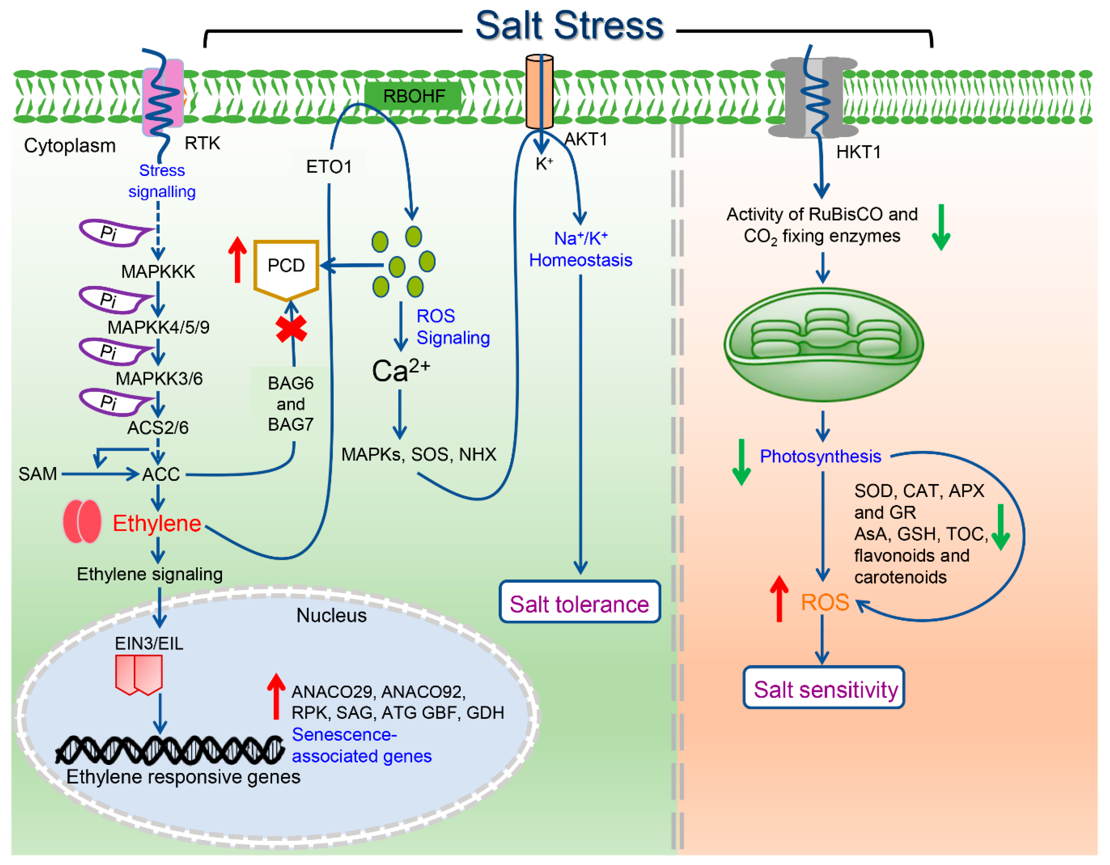 Biomolecules 10 00959 g004 Biomolecules 10 00959 g004