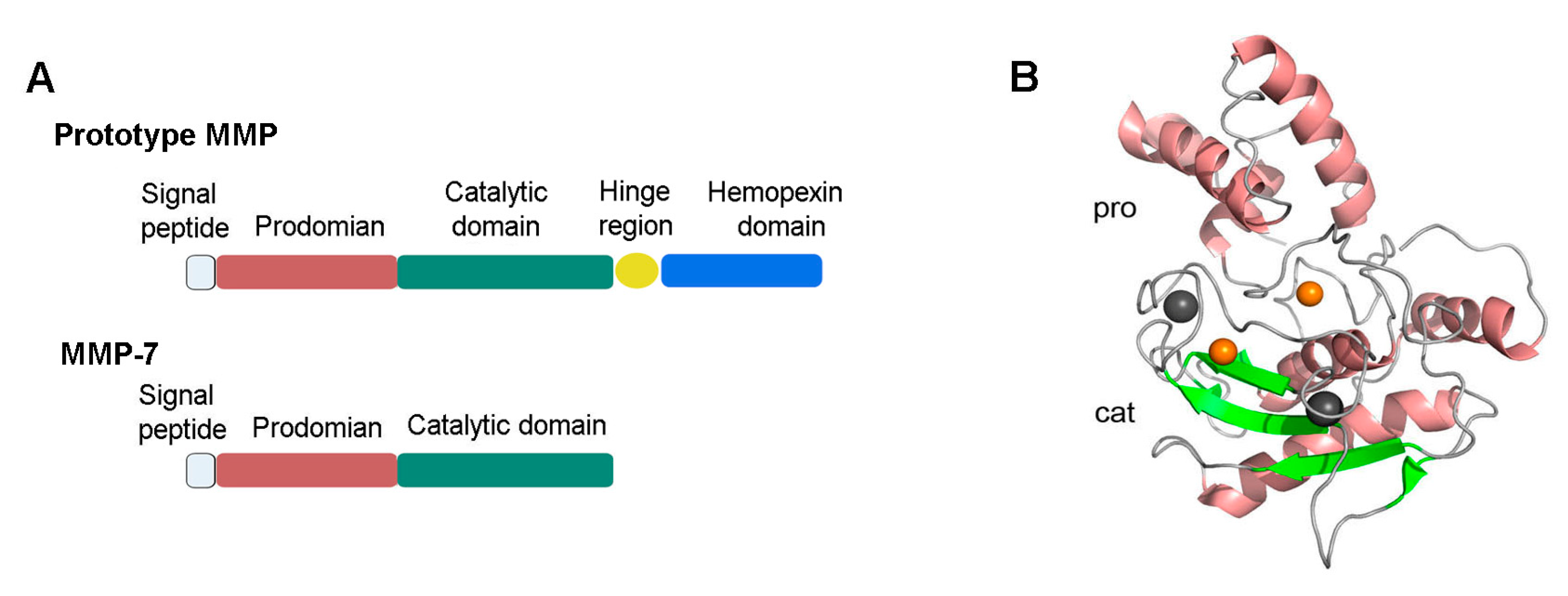 Biomolecules 10 00960 g001 Biomolecules 10 00960 g001