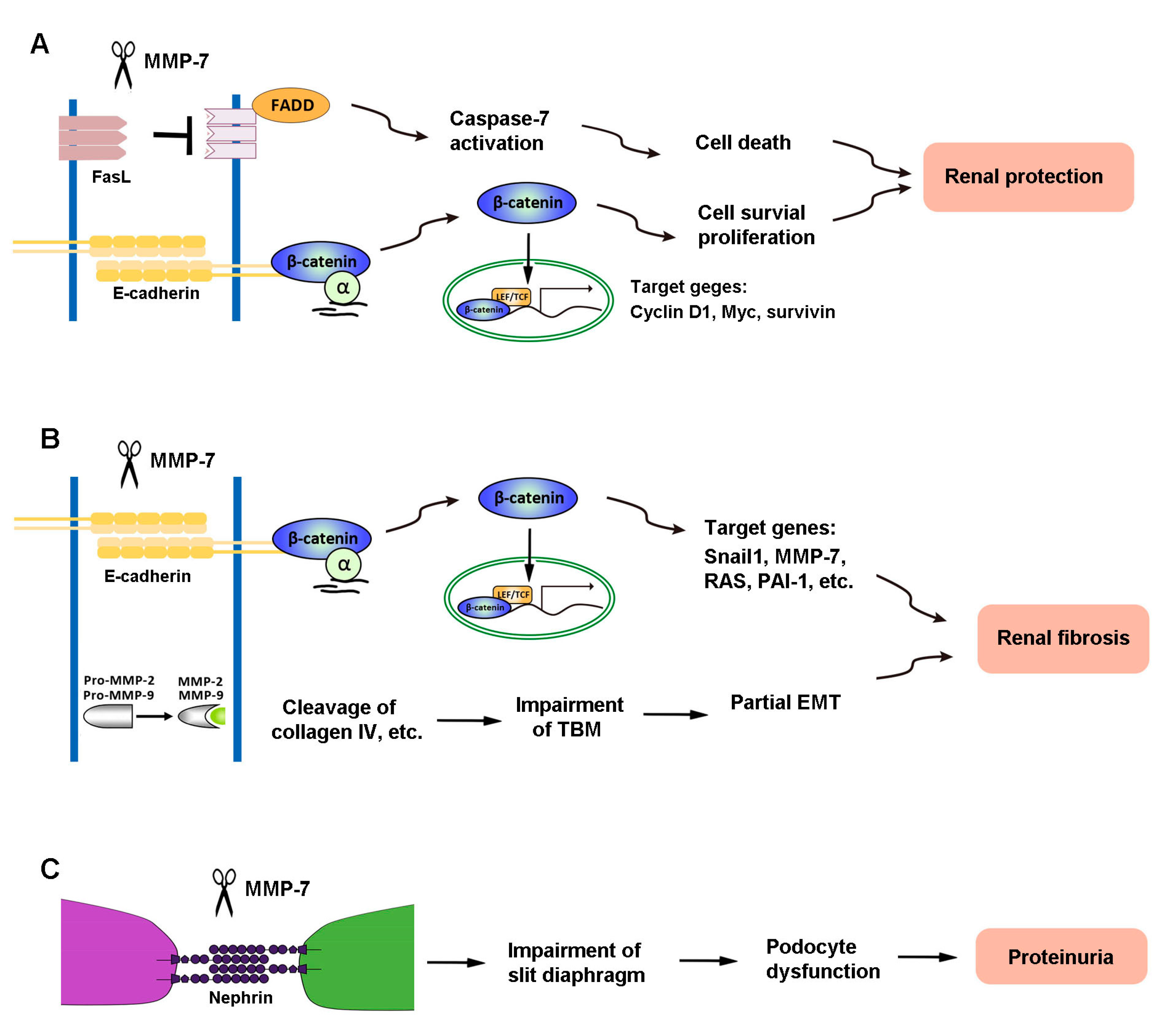 Biomolecules 10 00960 g002 Biomolecules 10 00960 g002
