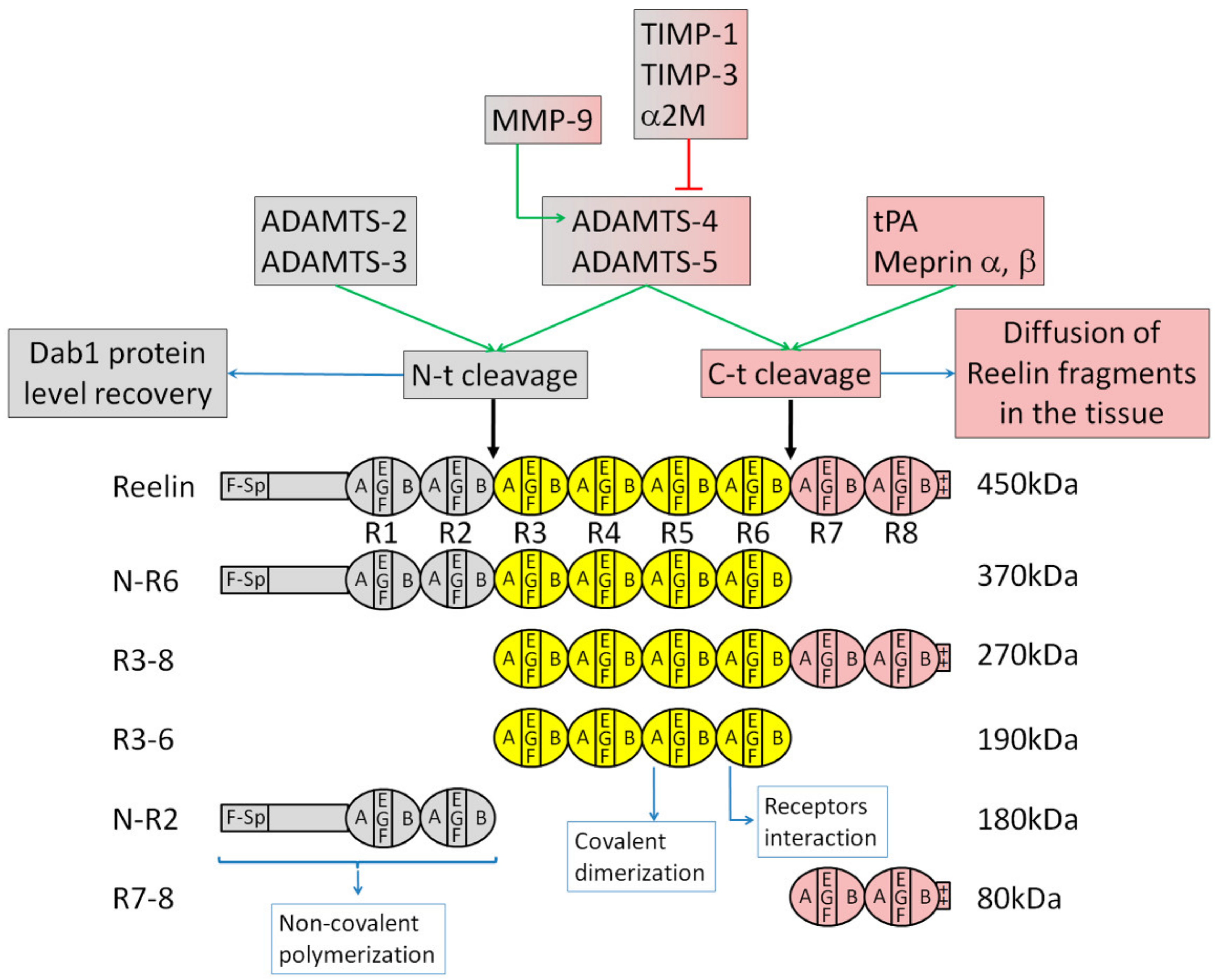 Biomolecules Free Full Text Reelin Functions Mechanisms Of Action And Signaling Pathways During Brain Development And Maturation Html