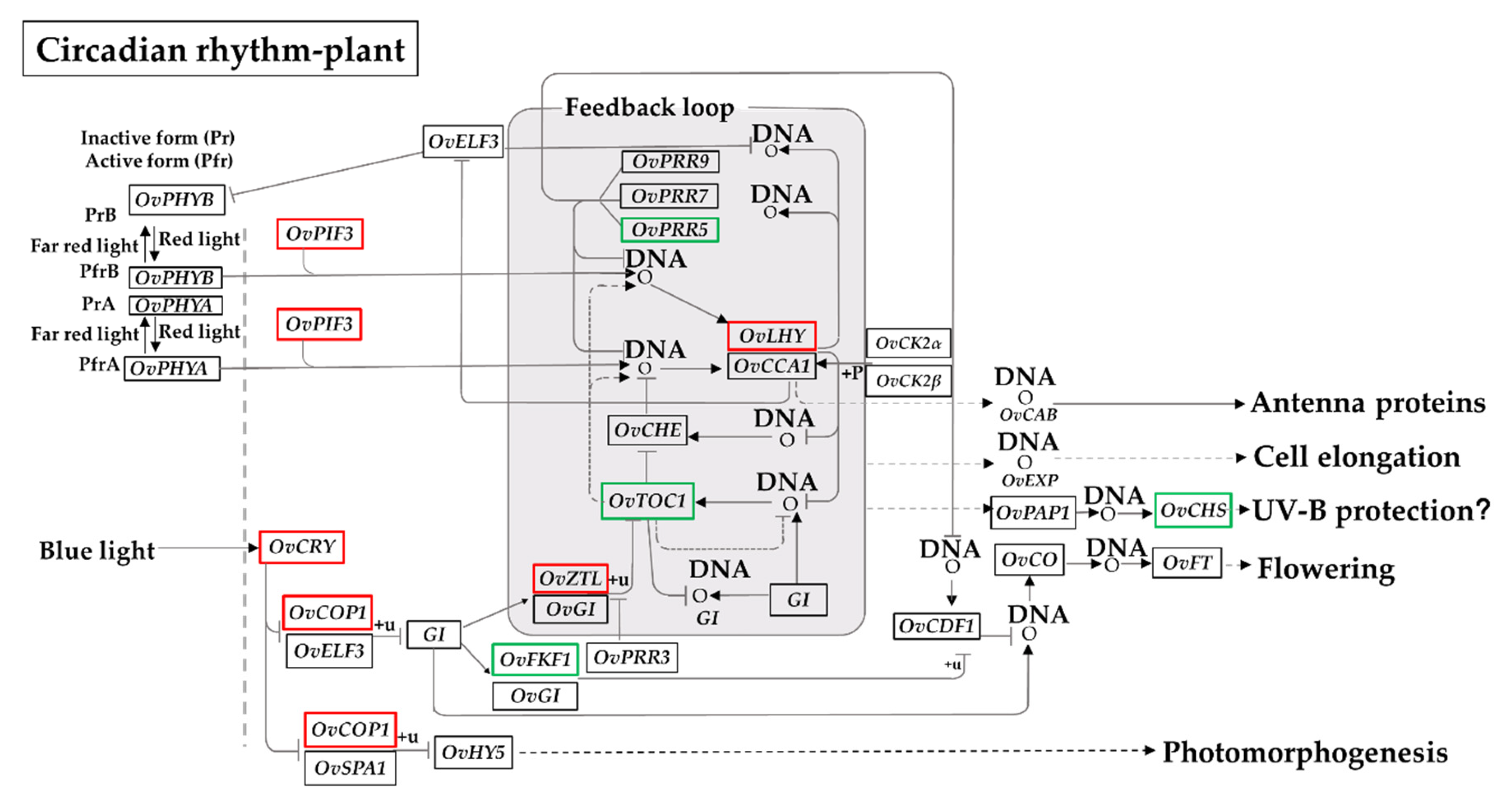 Biomolecules 10 00967 g005 Biomolecules 10 00967 g005