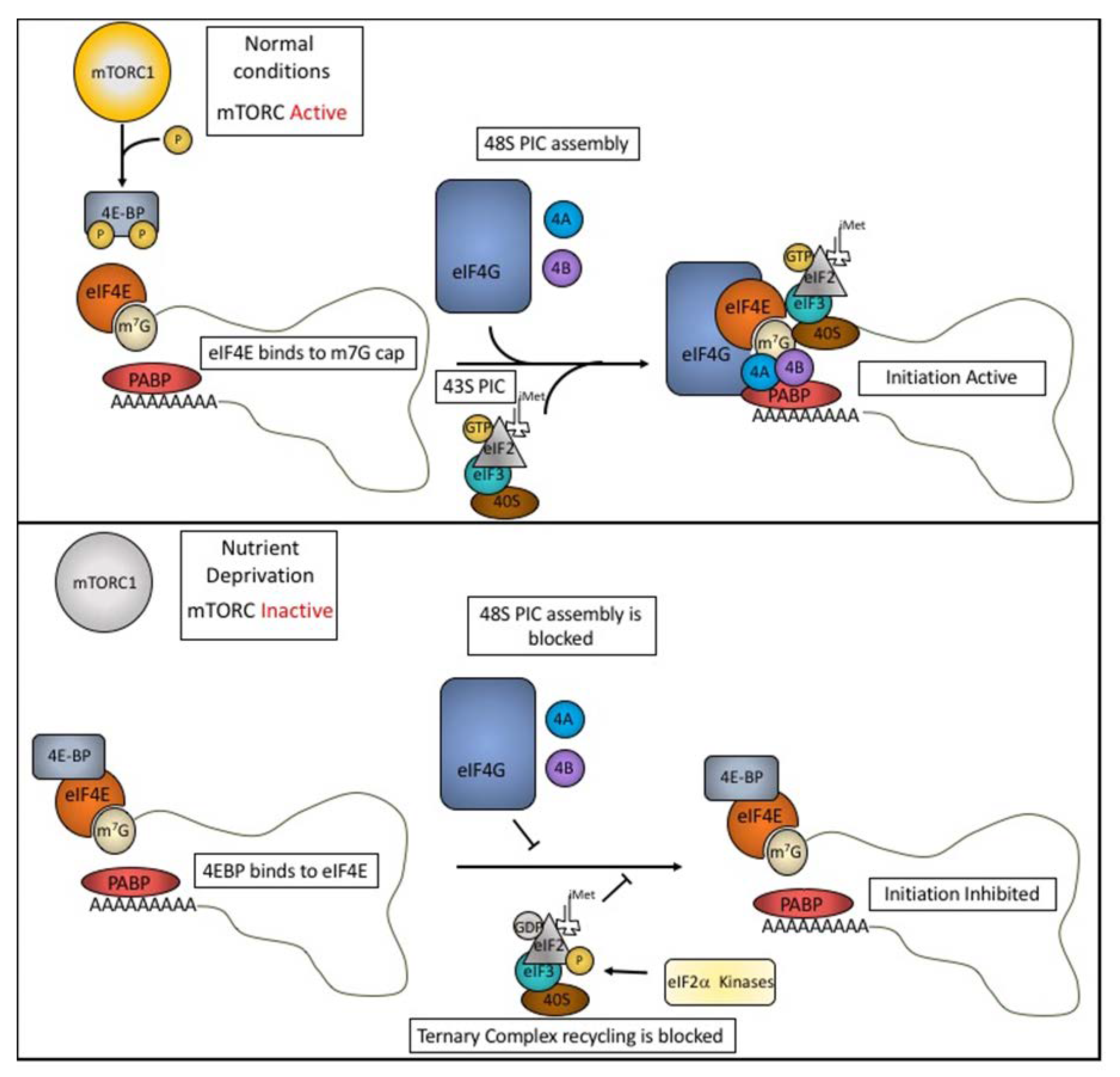 Biomolecules 10 00969 g001 Biomolecules 10 00969 g001