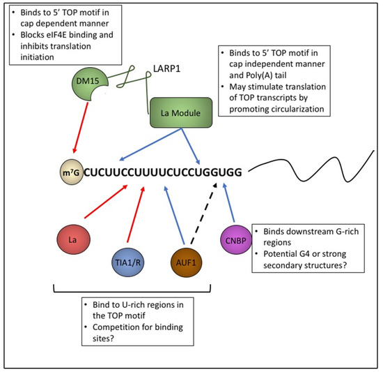 TOP mRNPs: Molecular Mechanisms and Principles of Regulation