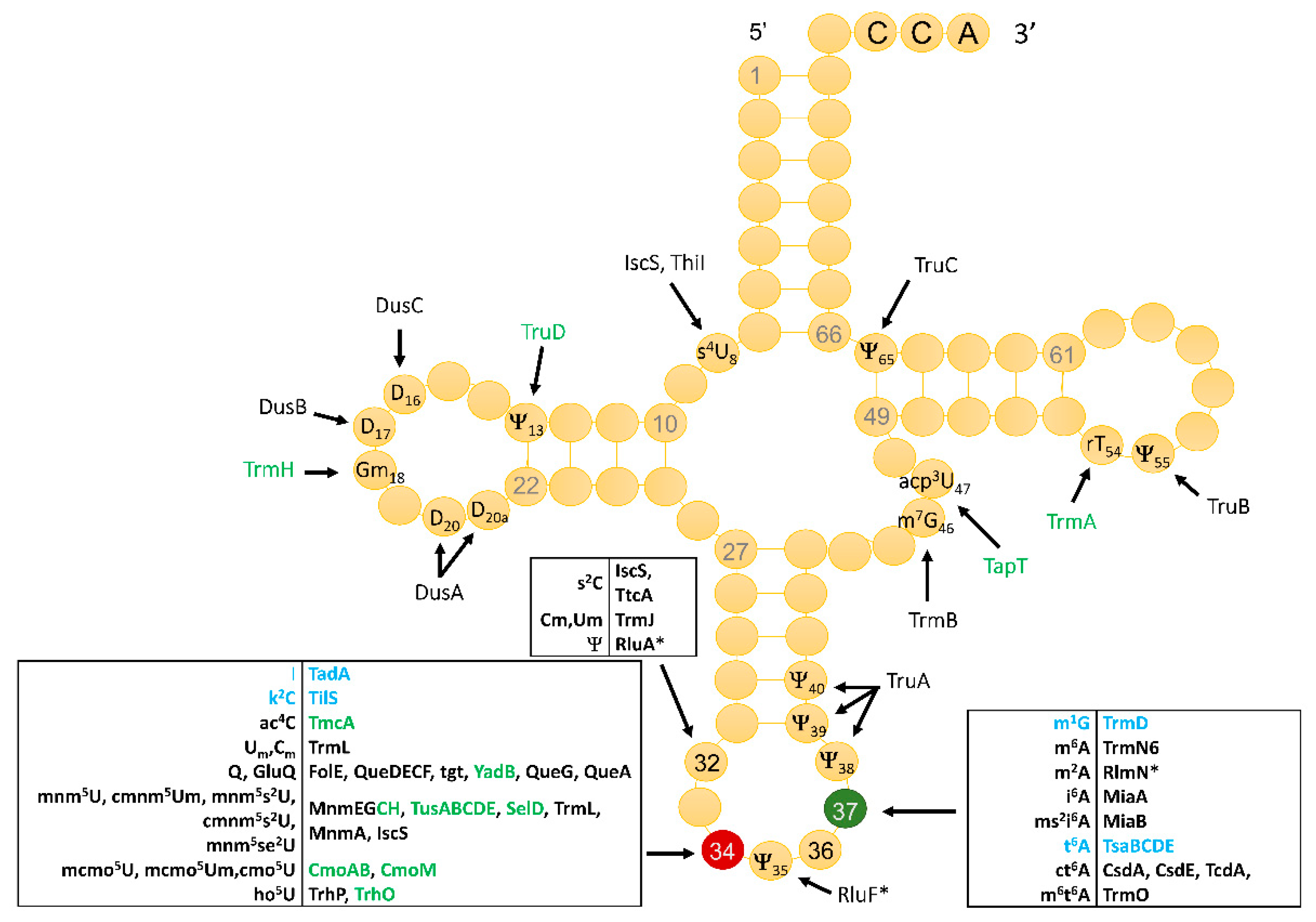 Biomolecules 10 00977 g001