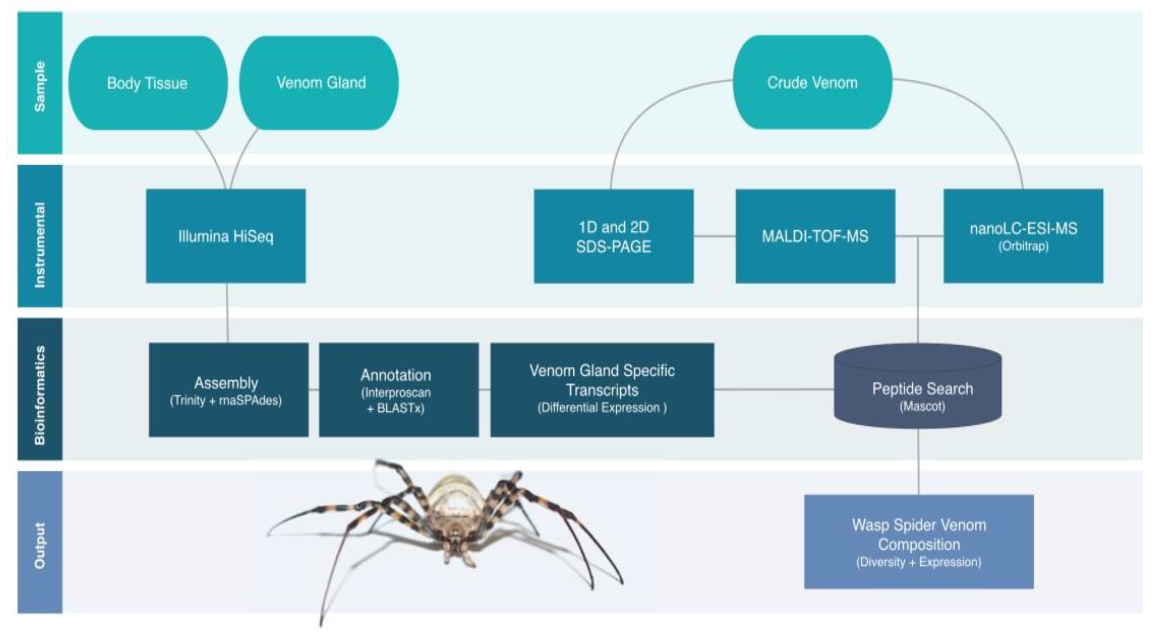 Biomolecules 10 00978 g001 Biomolecules 10 00978 g001