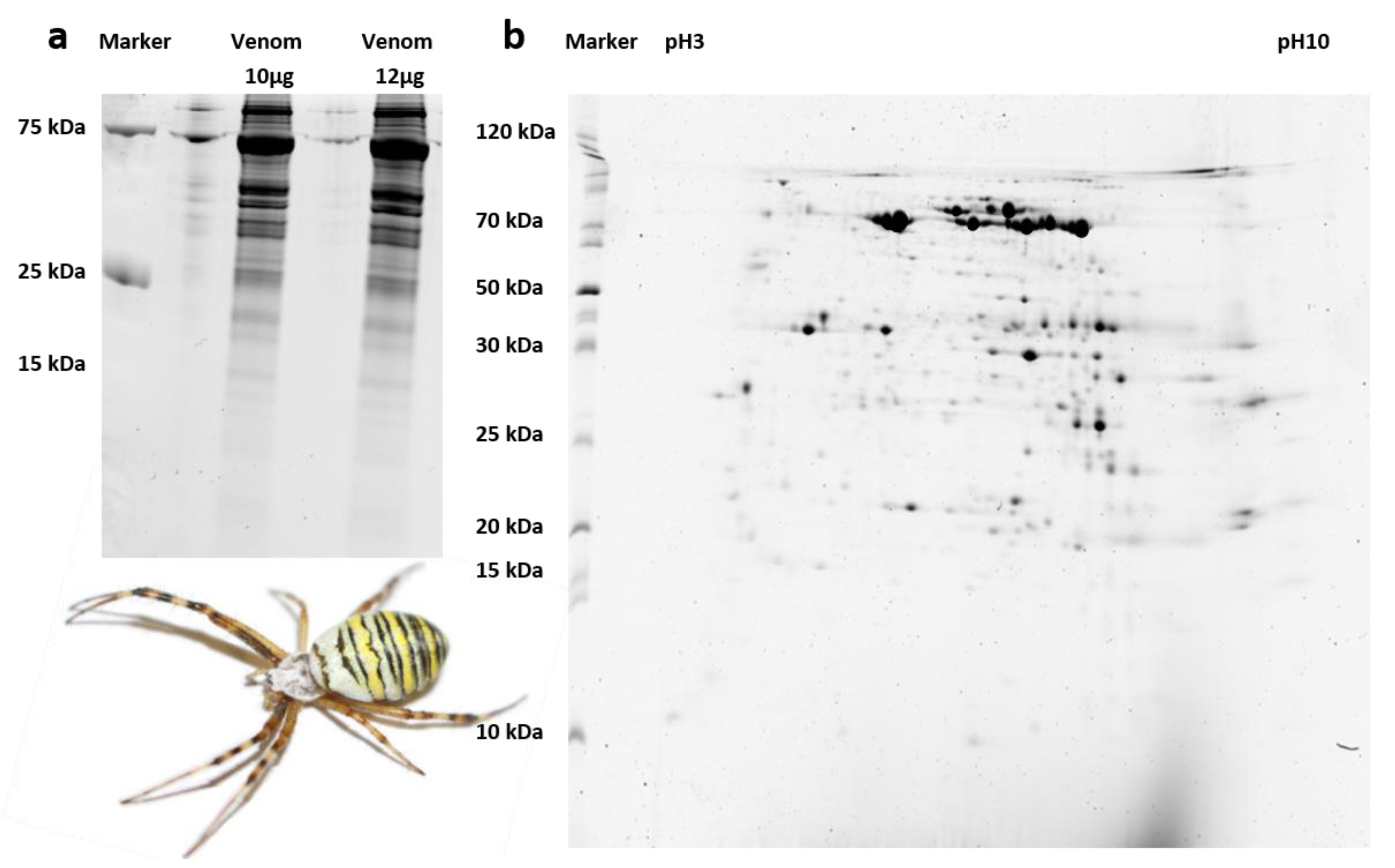 Biomolecules 10 00978 g002 Biomolecules 10 00978 g002