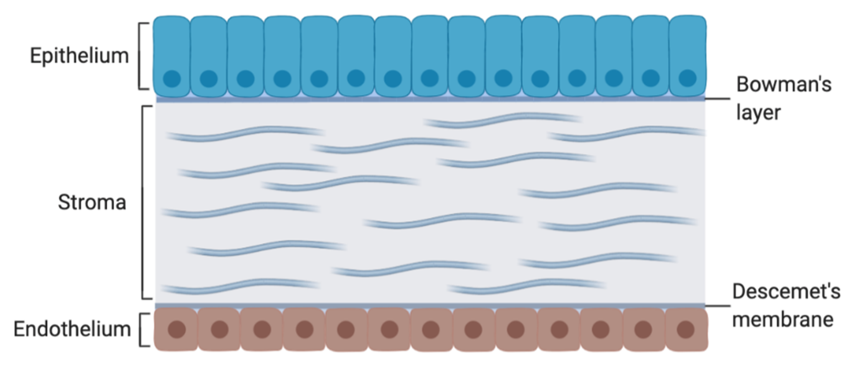 Biomolecules 10 00980 g003 Biomolecules 10 00980 g003